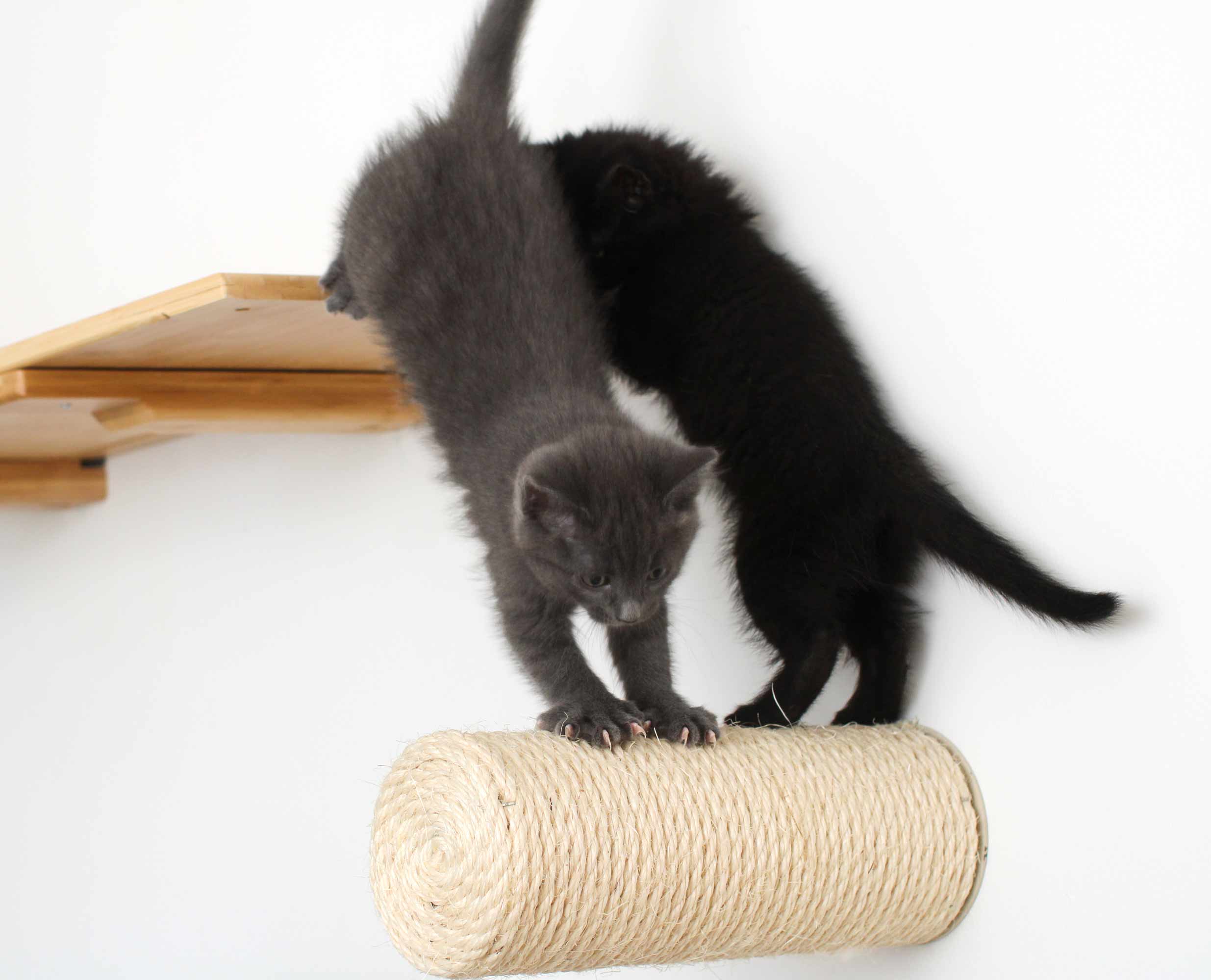 Floating Cat Step for Wall - Image 3