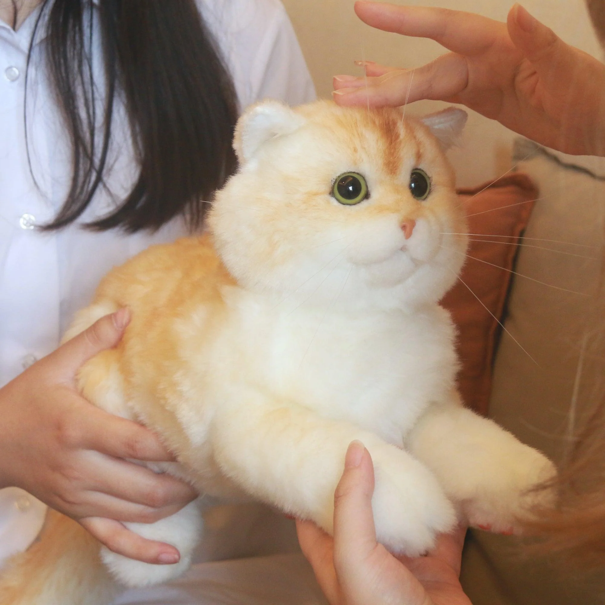 Golden Brtitish Short Hair Cat Plush – Weighted Emotional Support Toy Gift - Image 4