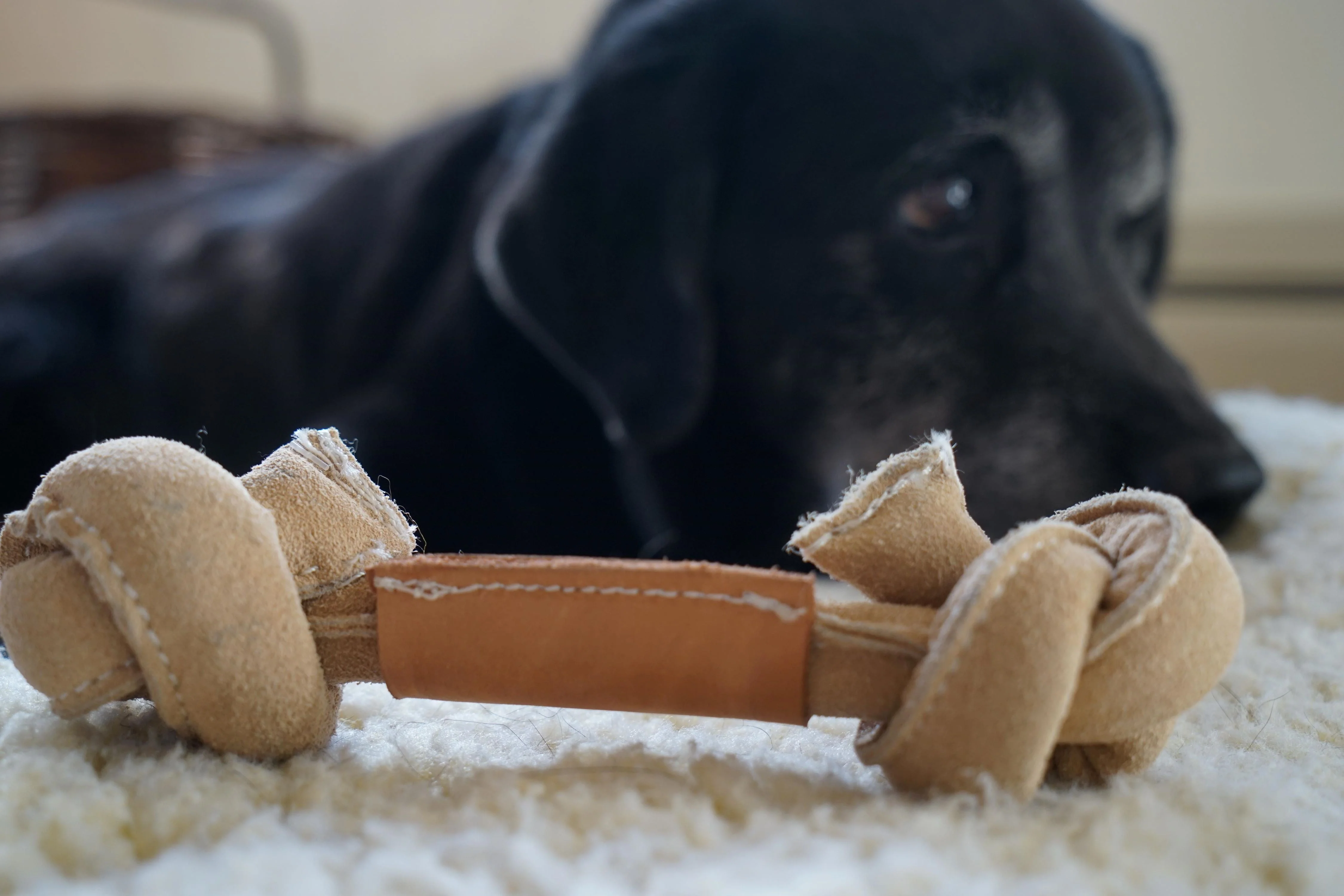 Huggle-Hide® Natural Leather Bone Dog Toy, 3 Pack - Image 5