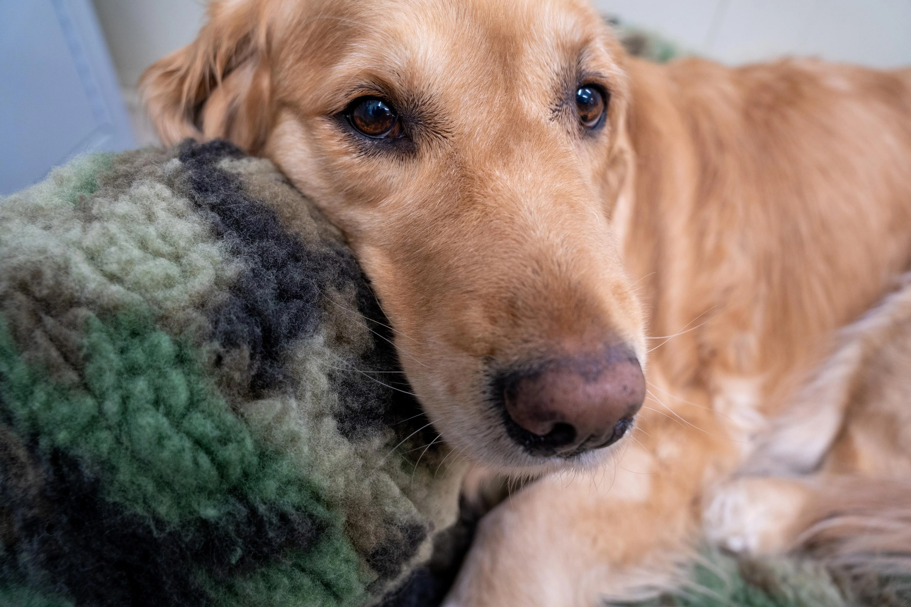 HuggleCause™, Warrior Canine Connection, Camouflage HuggleFleece® Plush Ball Dog Toy - Image 5