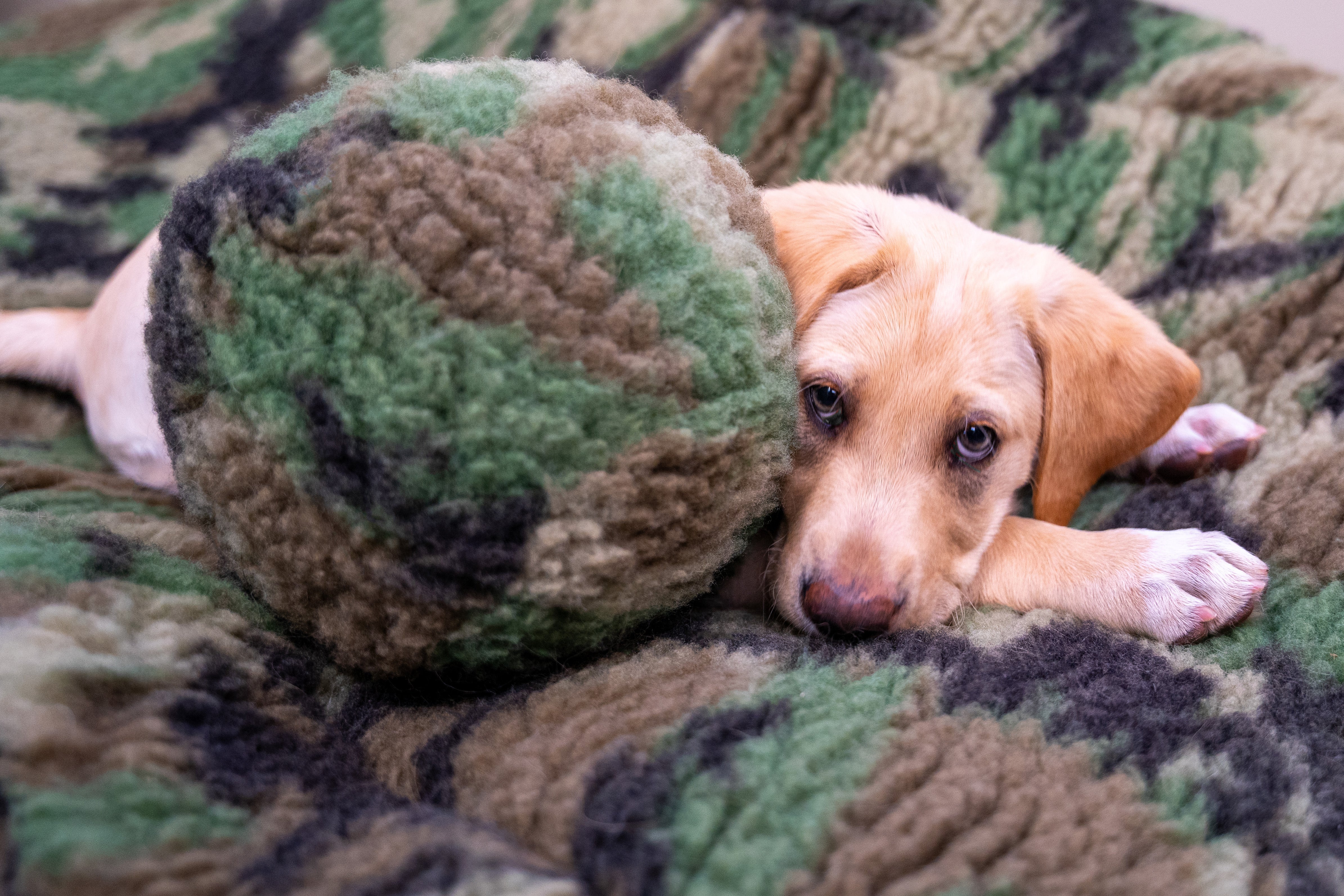 HuggleCause™, Warrior Canine Connection, Camouflage HuggleFleece® Plush Ball Dog Toy - Image 6