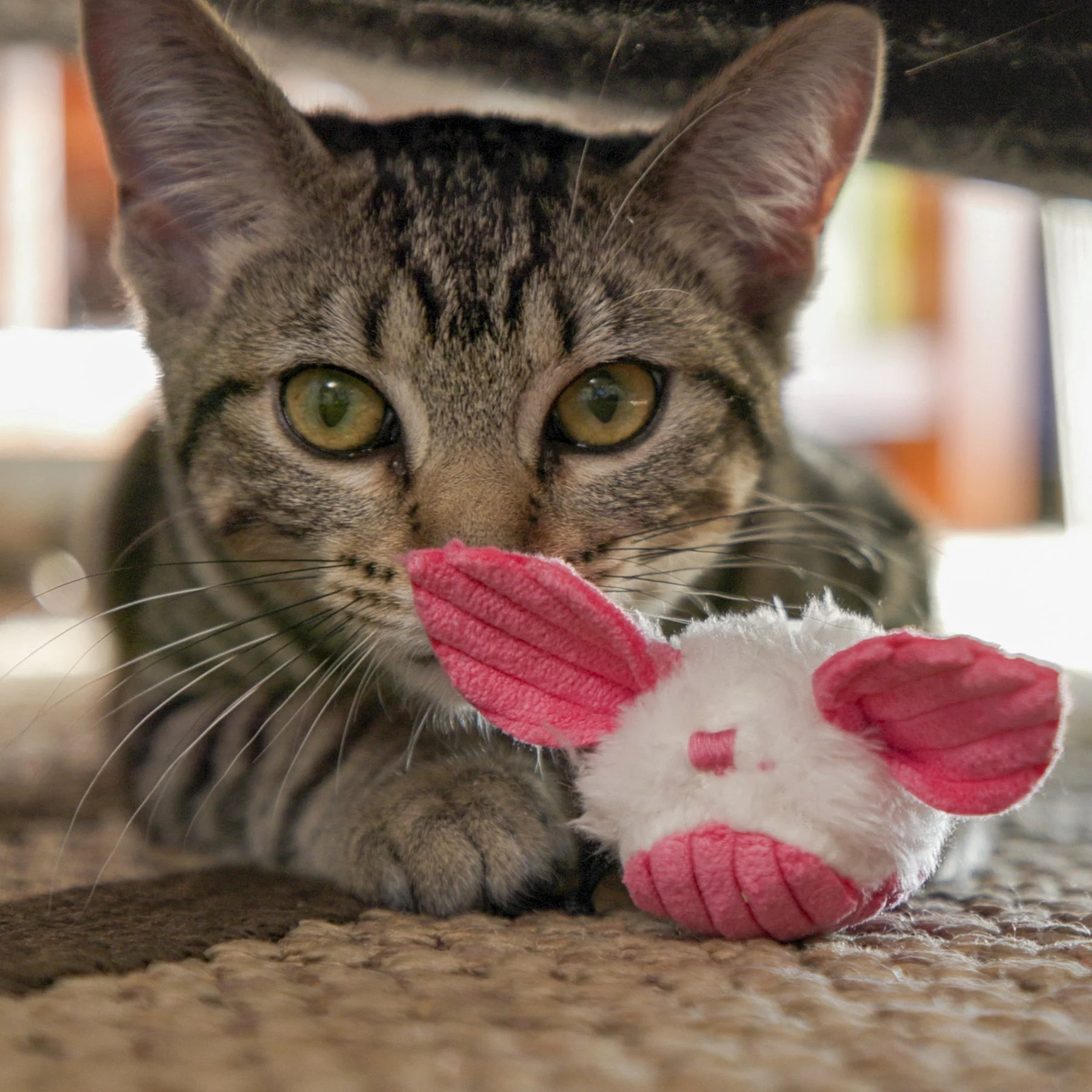 HuggleKats® Dust Bunnies Cat Toys, 3 Pack - Image 12