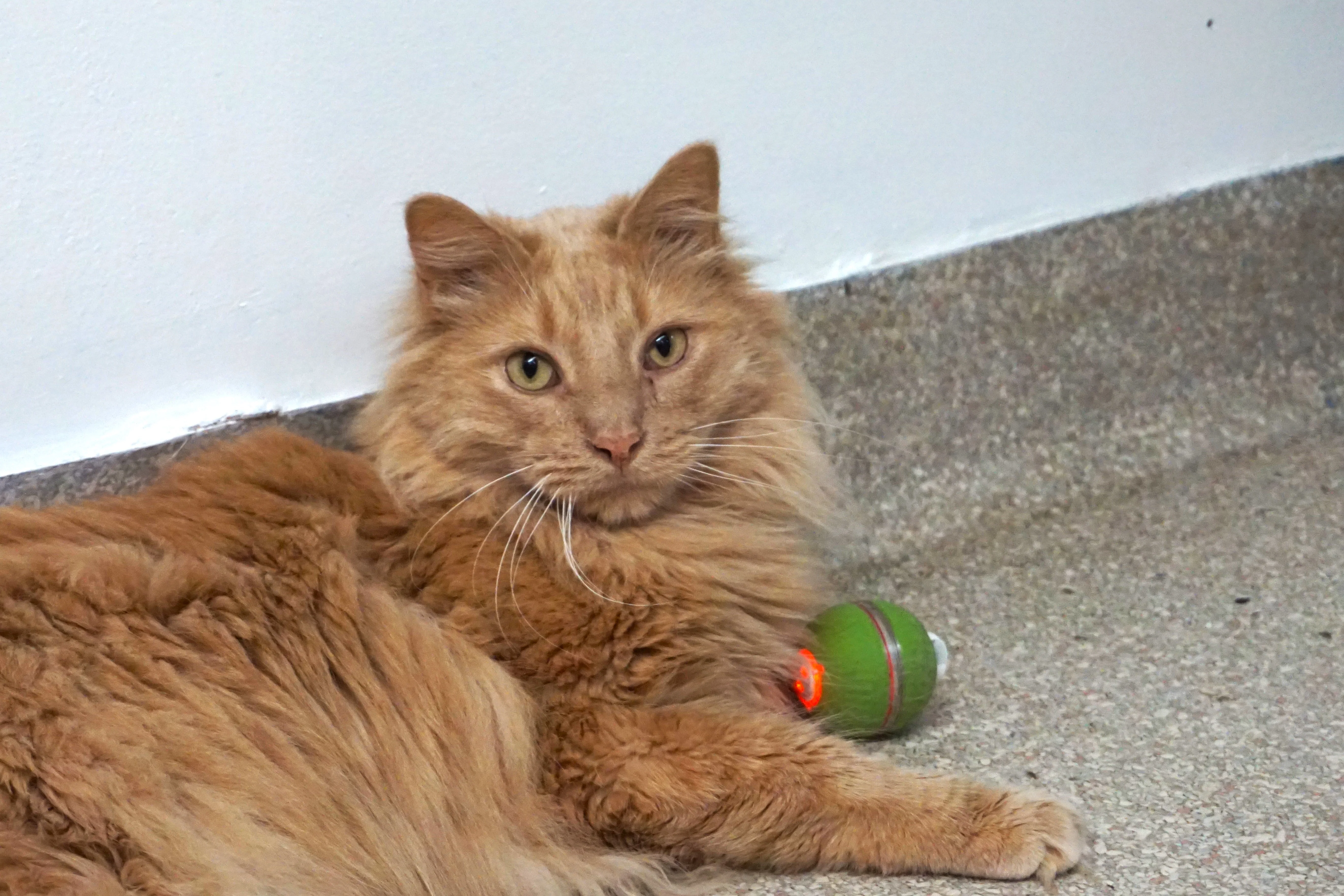 HuggleKats® PlayKat® Interactive Cat Toy - Image 16