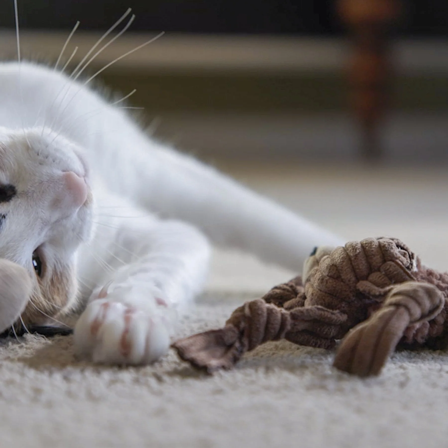 HuggleKats® Wee Chippie and His Acorn Cat Toy Set - Image 10