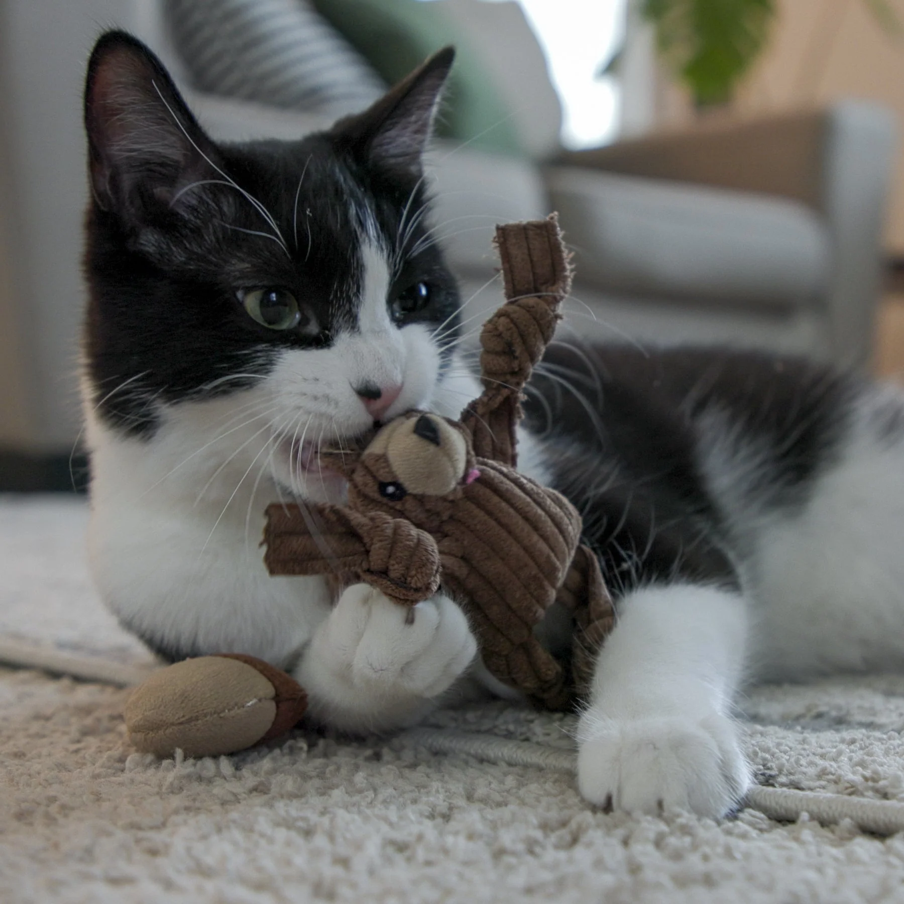 HuggleKats® Wee Chippie and His Acorn Cat Toy Set - Image 8