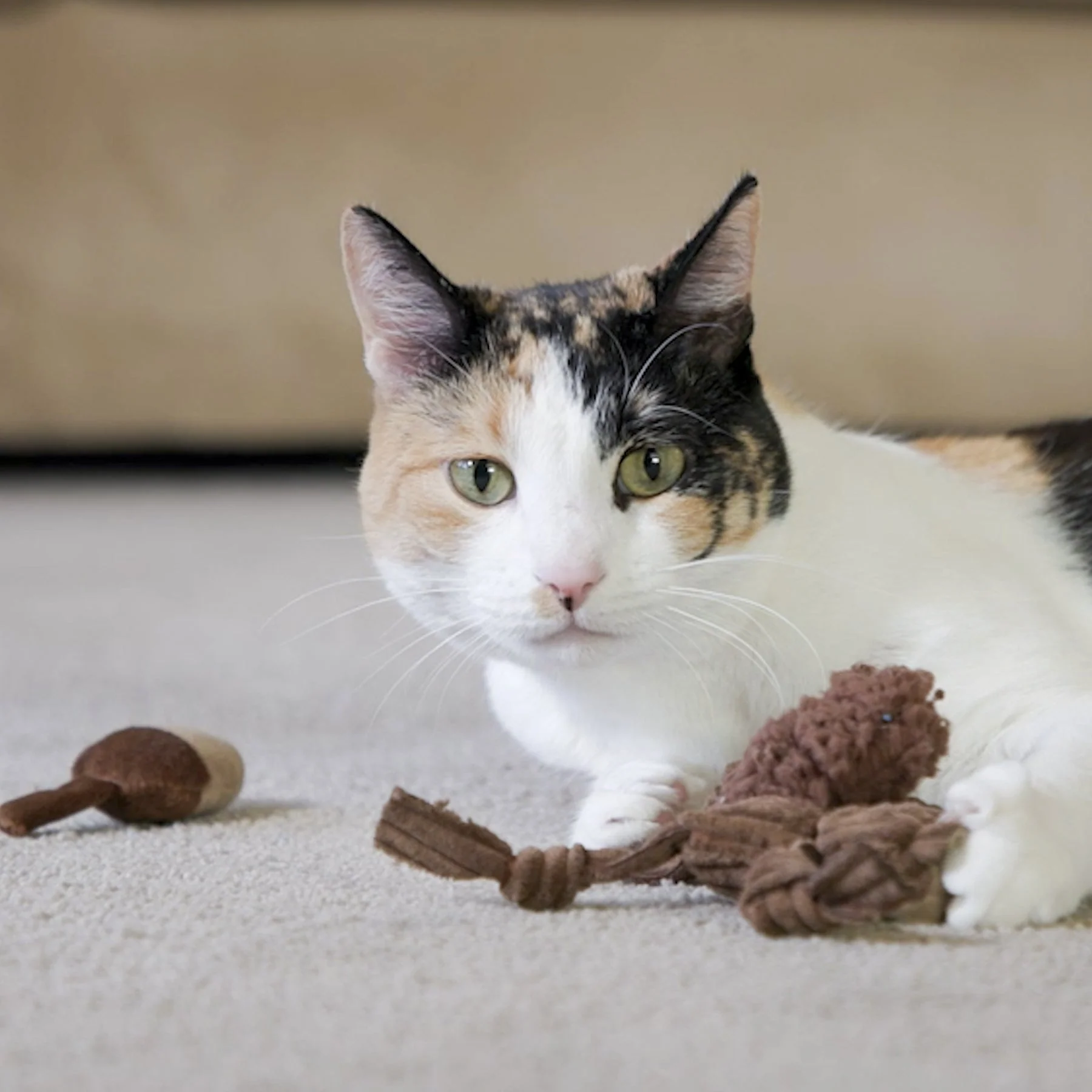 HuggleKats® Wee Chippie and His Acorn Cat Toy Set - Image 9