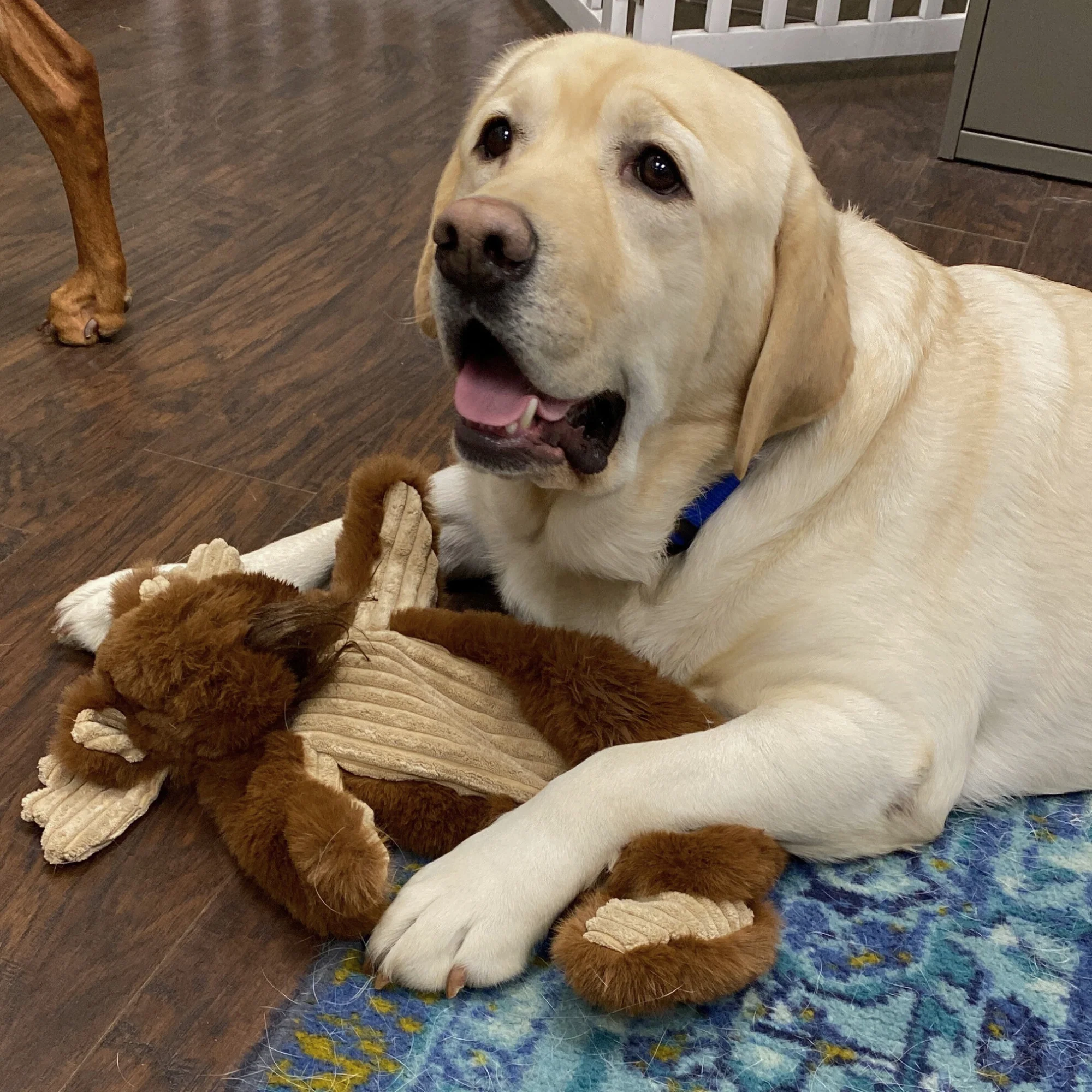 Maple Moose X-Brace™ Durable Plush Dog Toy - Image 10