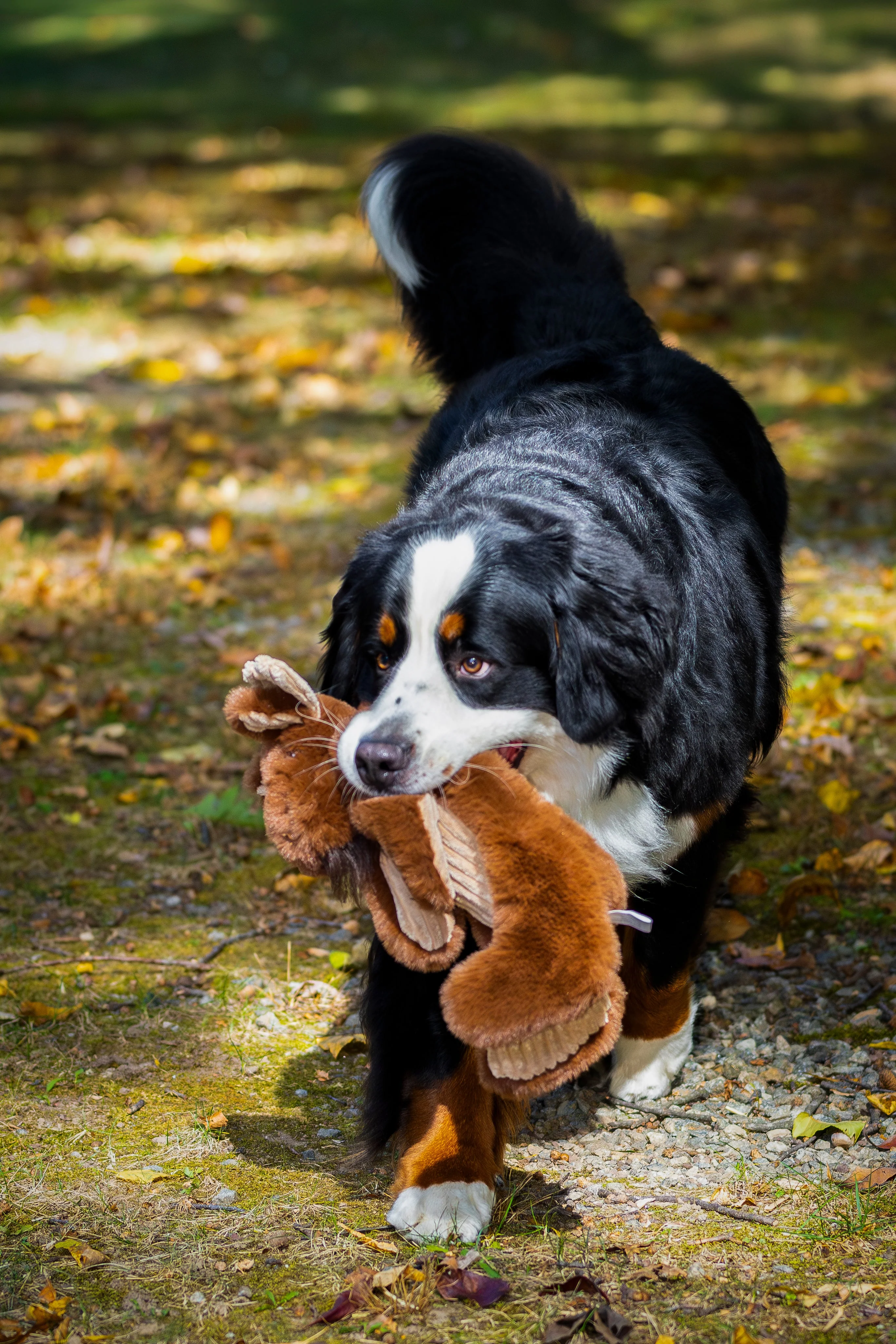 Maple Moose X-Brace™ Durable Plush Dog Toy - Image 11