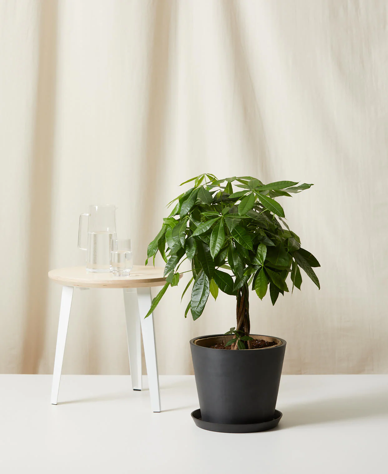 Money Tree - Image 10