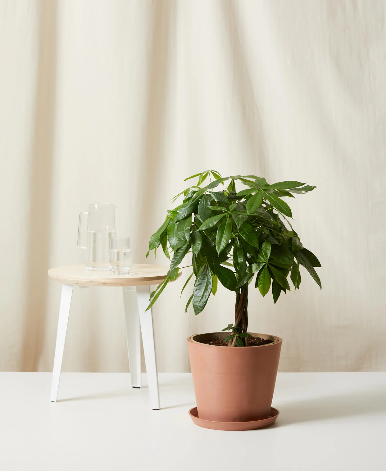 Money Tree - Image 11