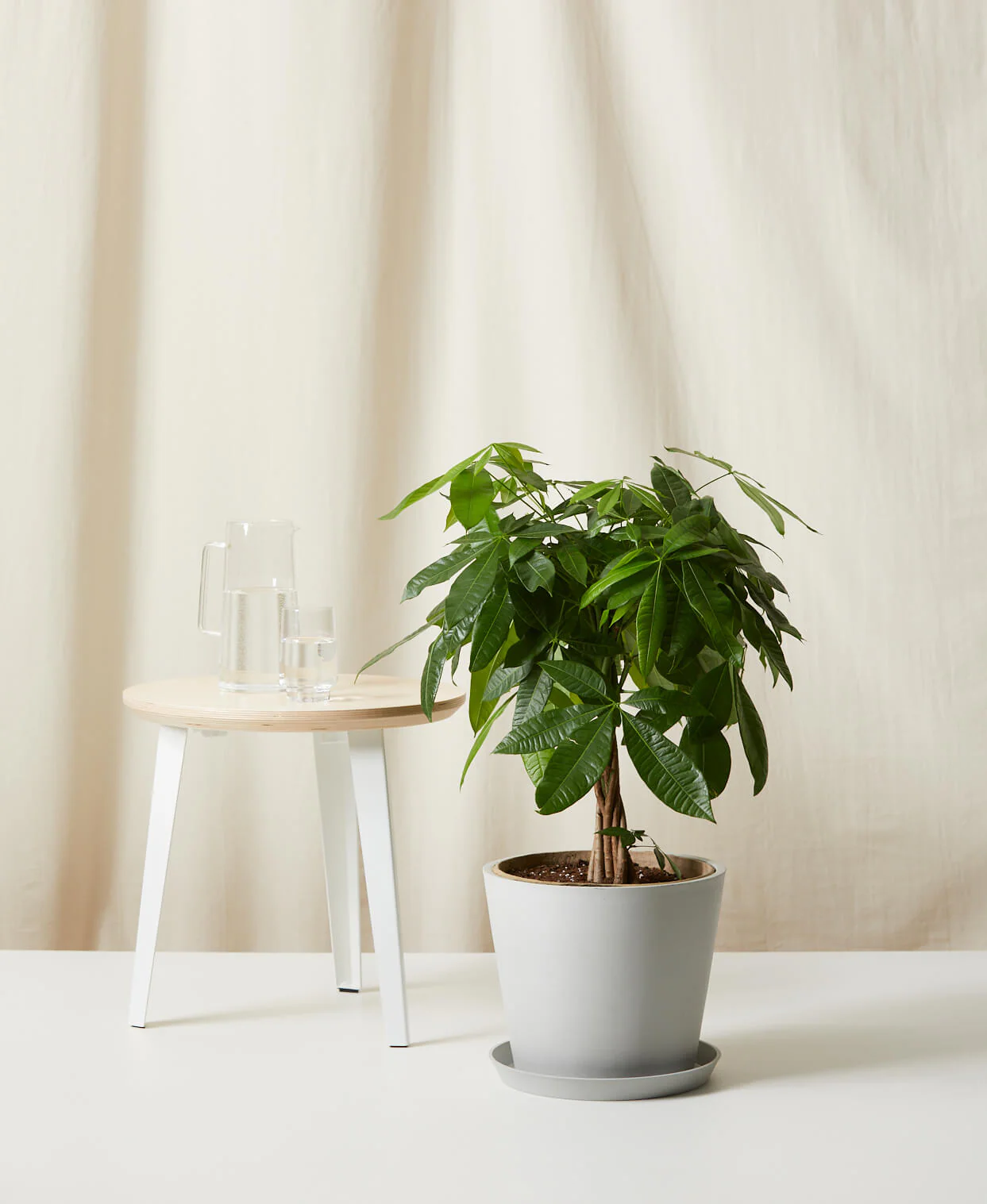 Money Tree - Image 12