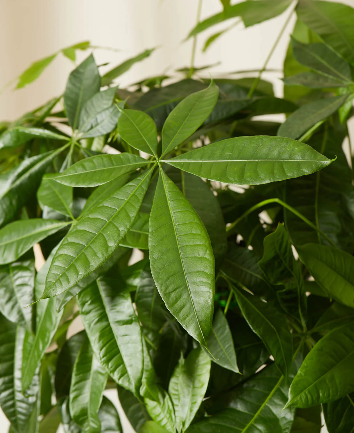 Money Tree - Image 6