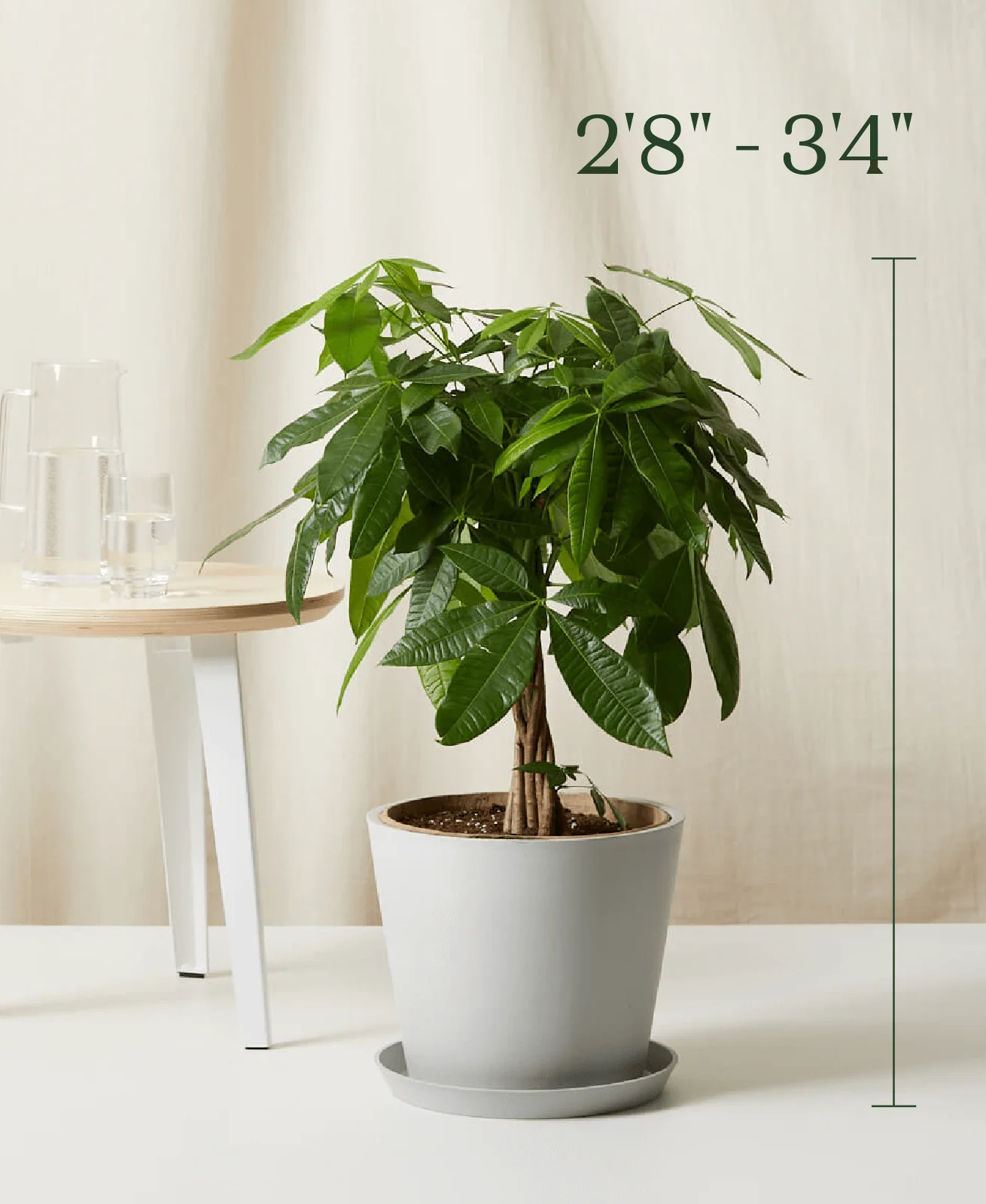 Money Tree - Image 7