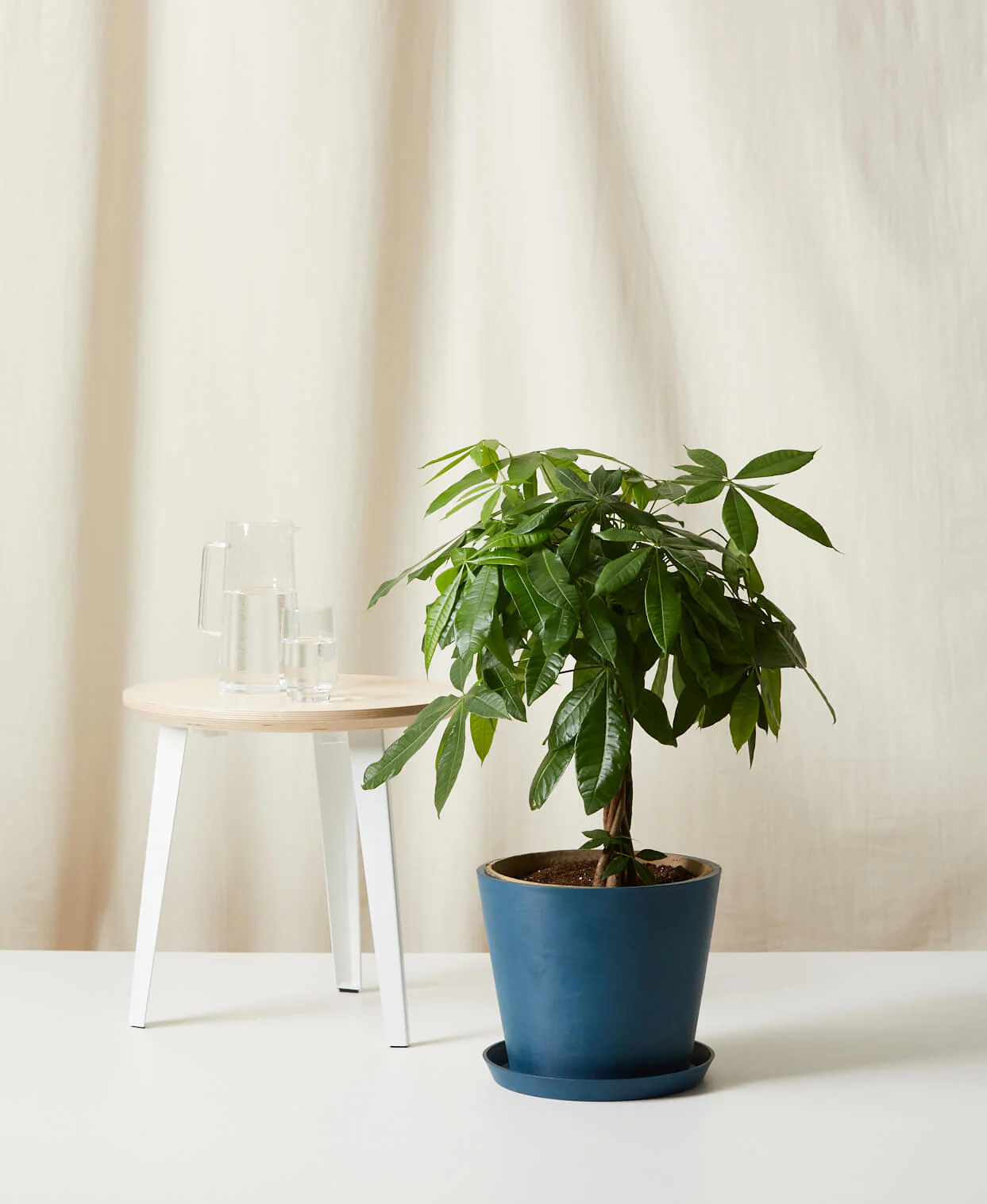 Money Tree - Image 8