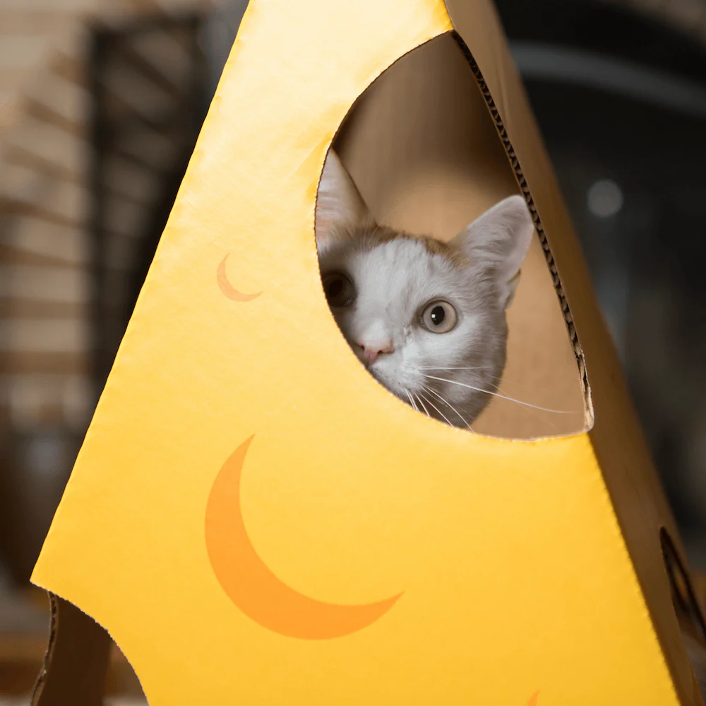 Monster Cheese Wedge Cardboard Cat House - Image 6
