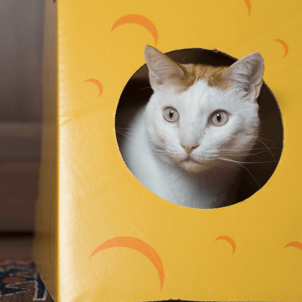 Monster Cheese Wedge Cardboard Cat House - Image 9