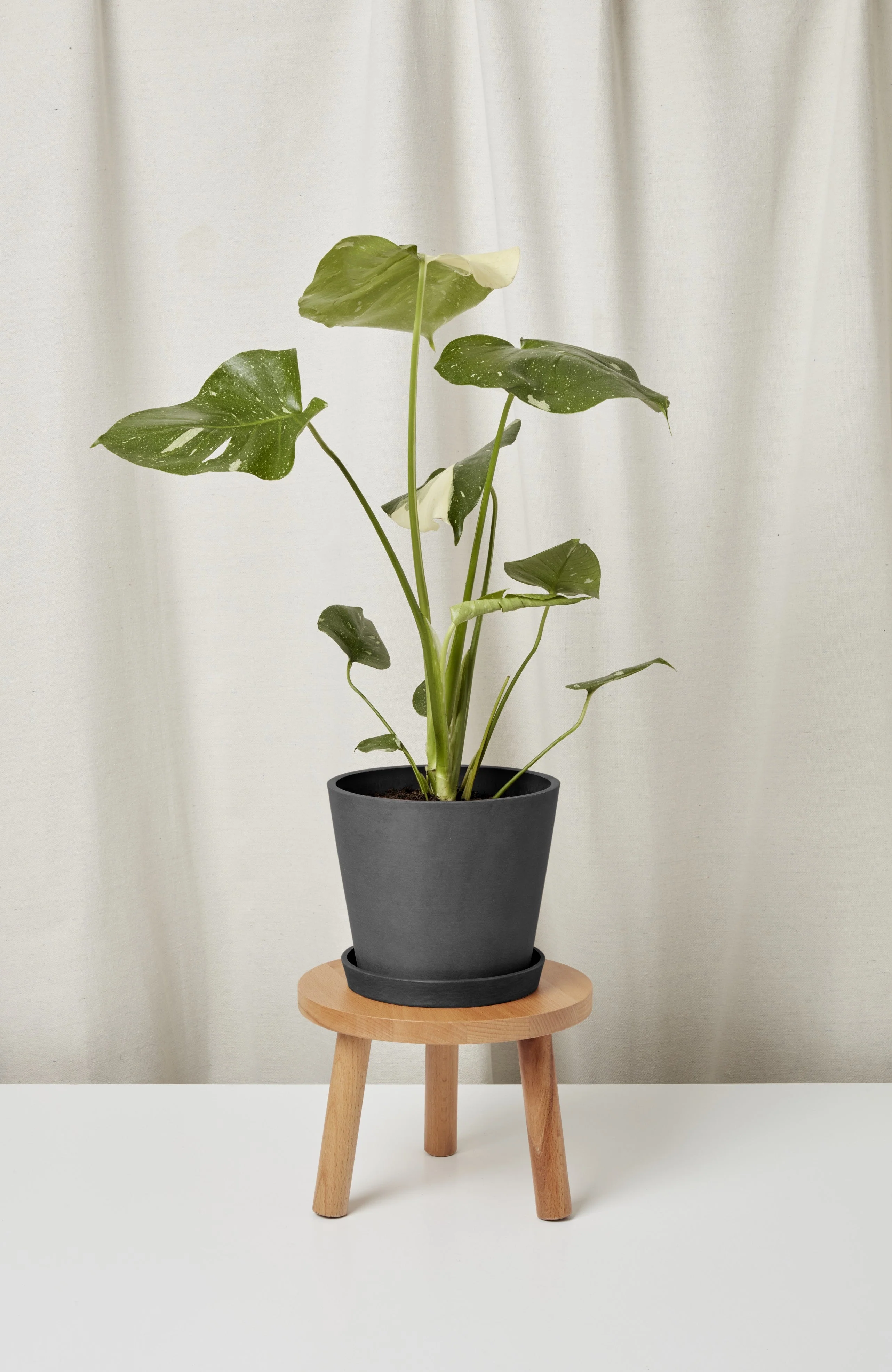 Monstera Thai Constellation - Image 10