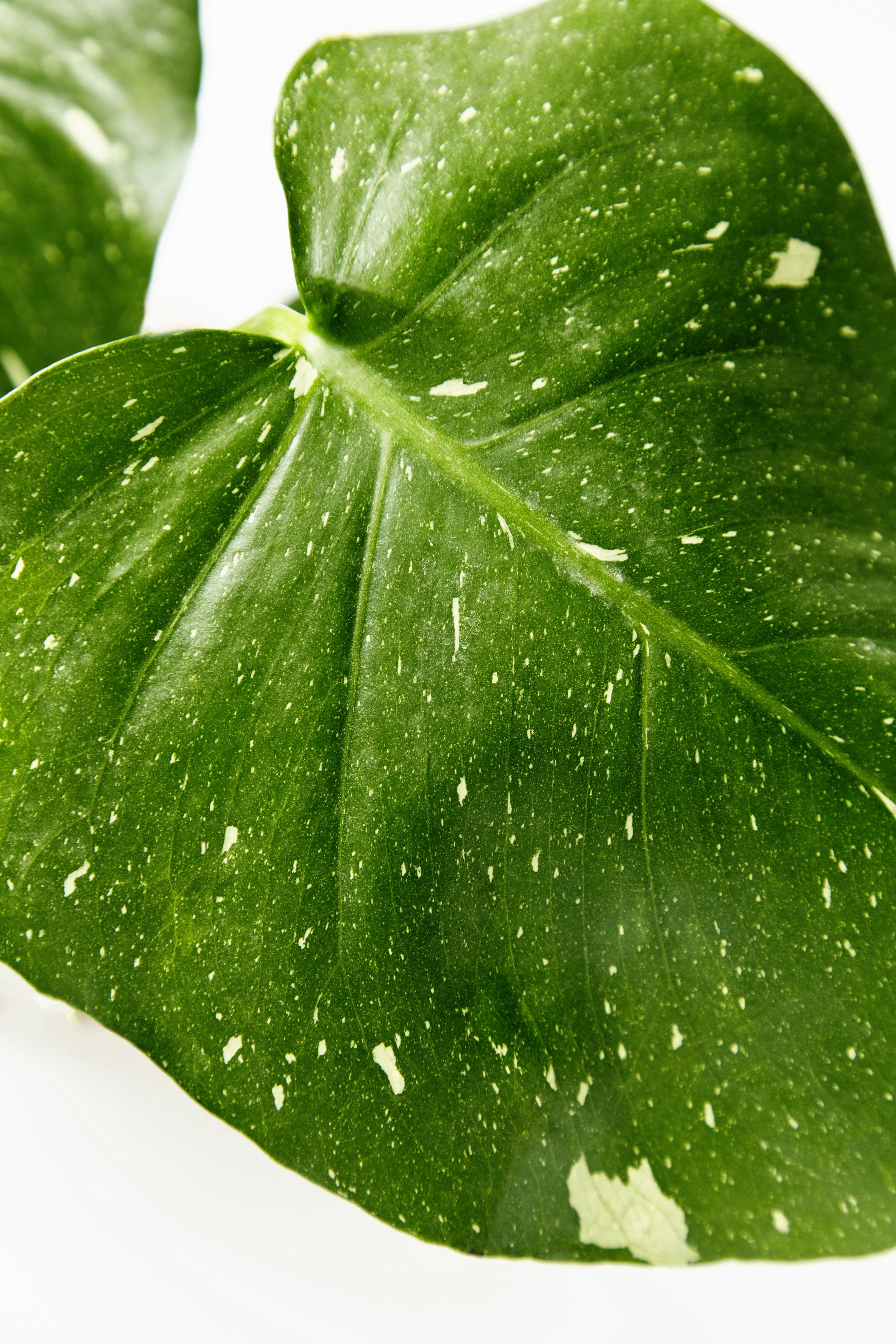Monstera Thai Constellation - Image 11