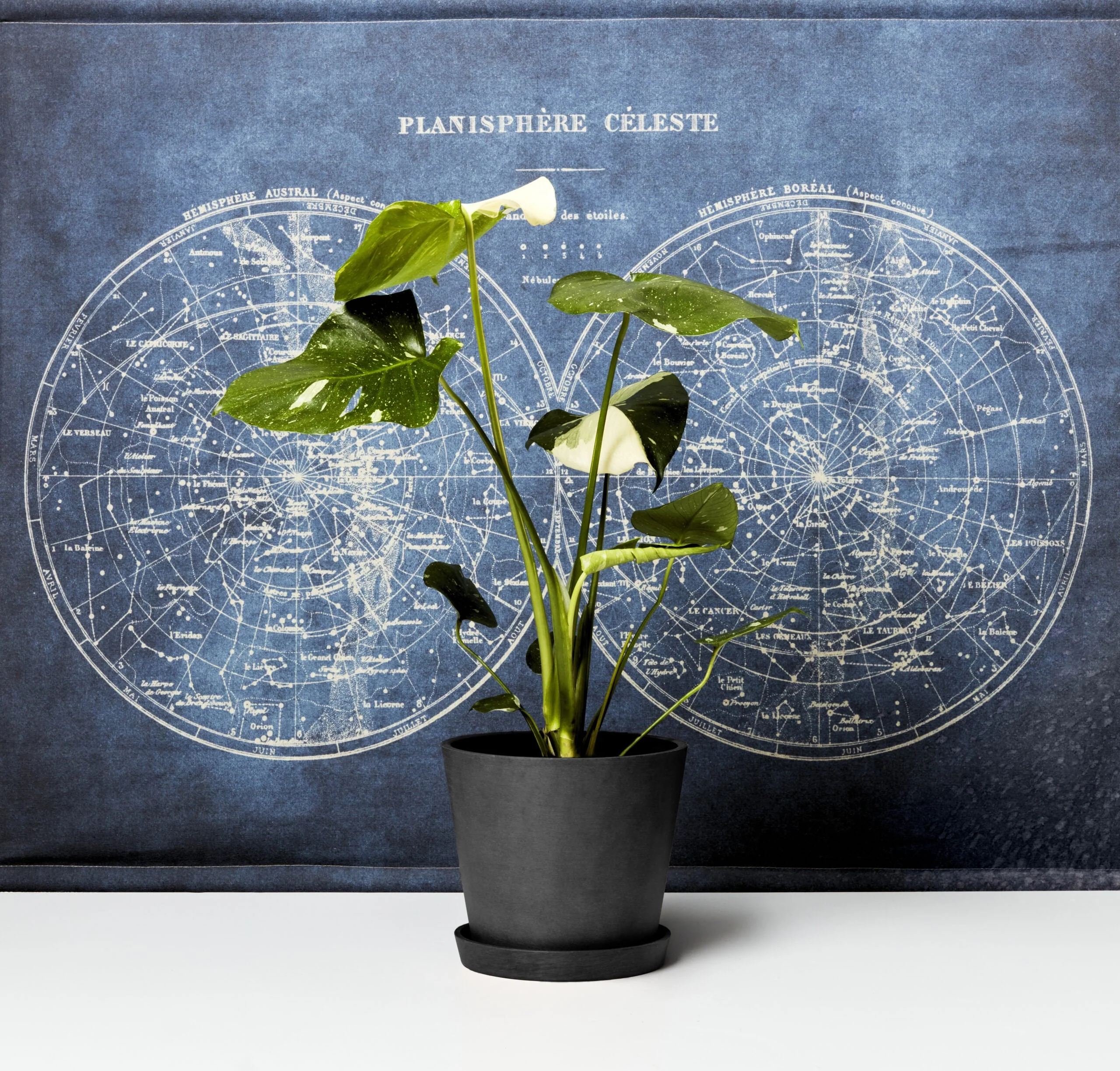 Monstera Thai Constellation - Image 12