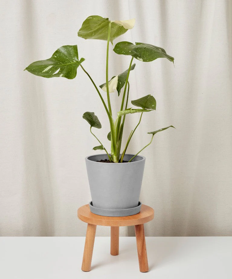 Monstera Thai Constellation - Image 18
