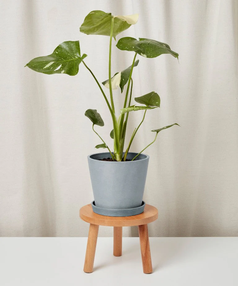 Monstera Thai Constellation - Image 19