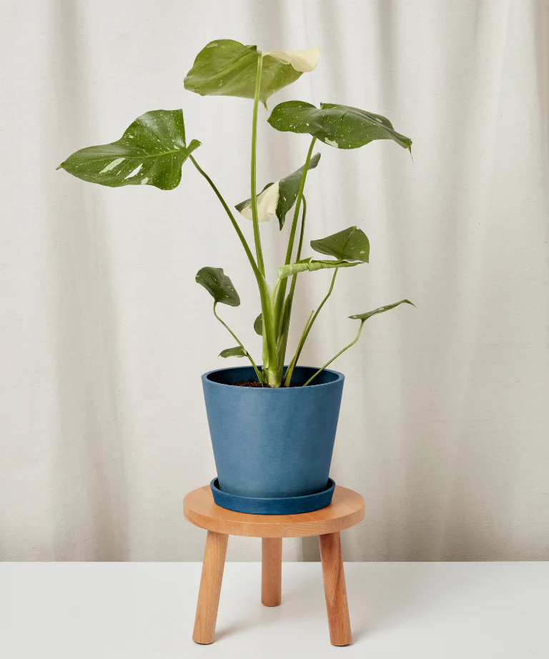 Monstera Thai Constellation - Image 3