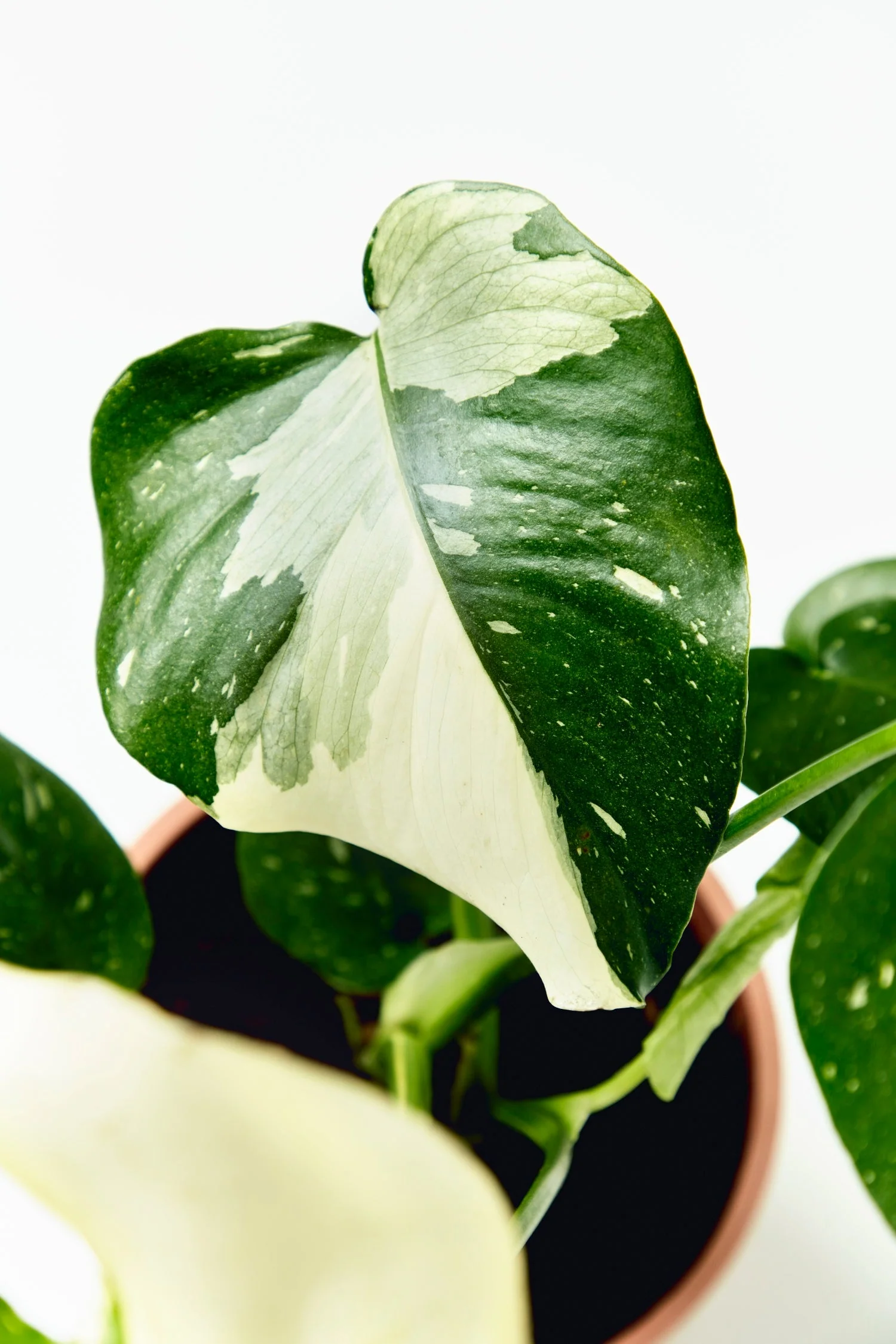 Monstera Thai Constellation - Image 4