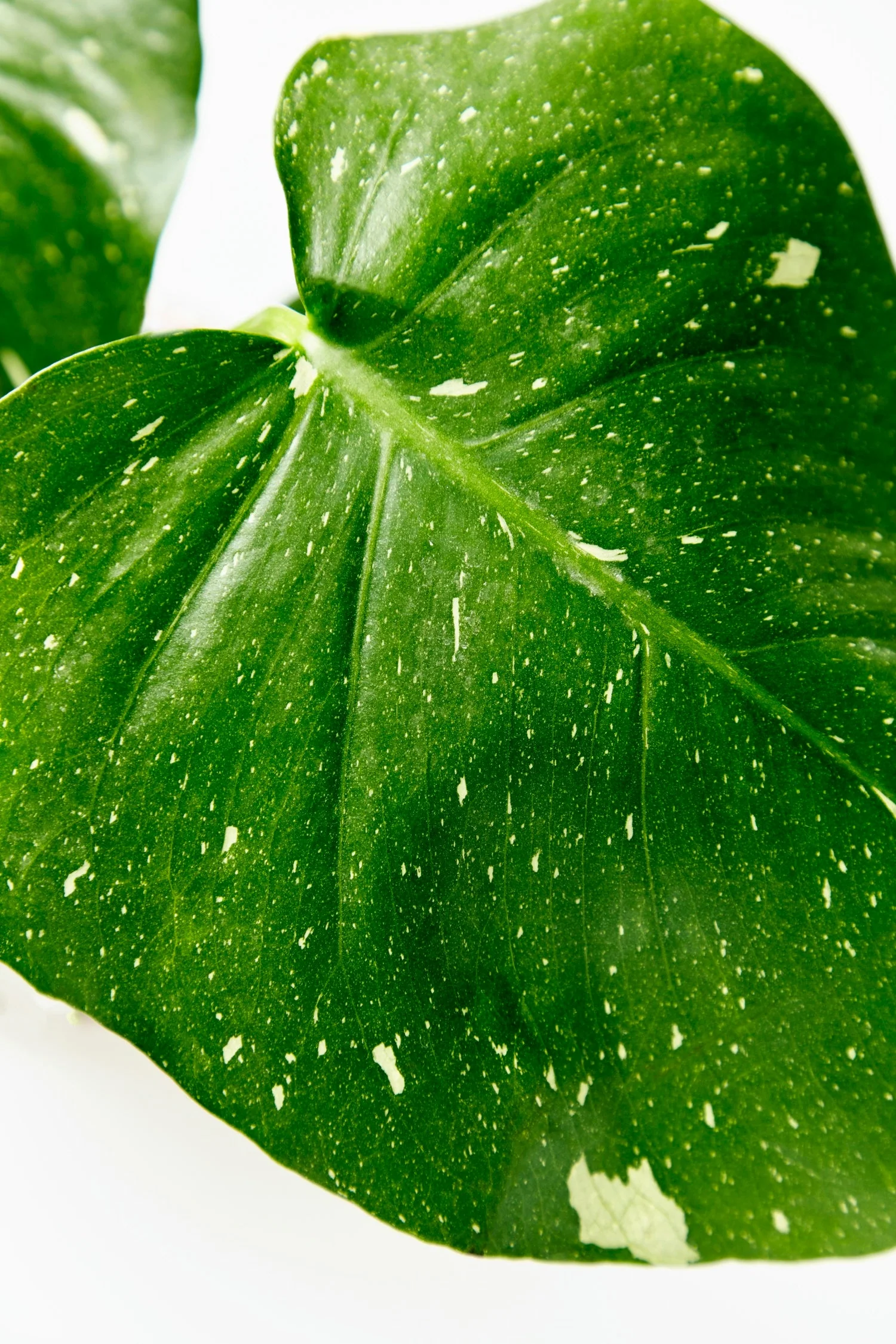 Monstera Thai Constellation - Image 5