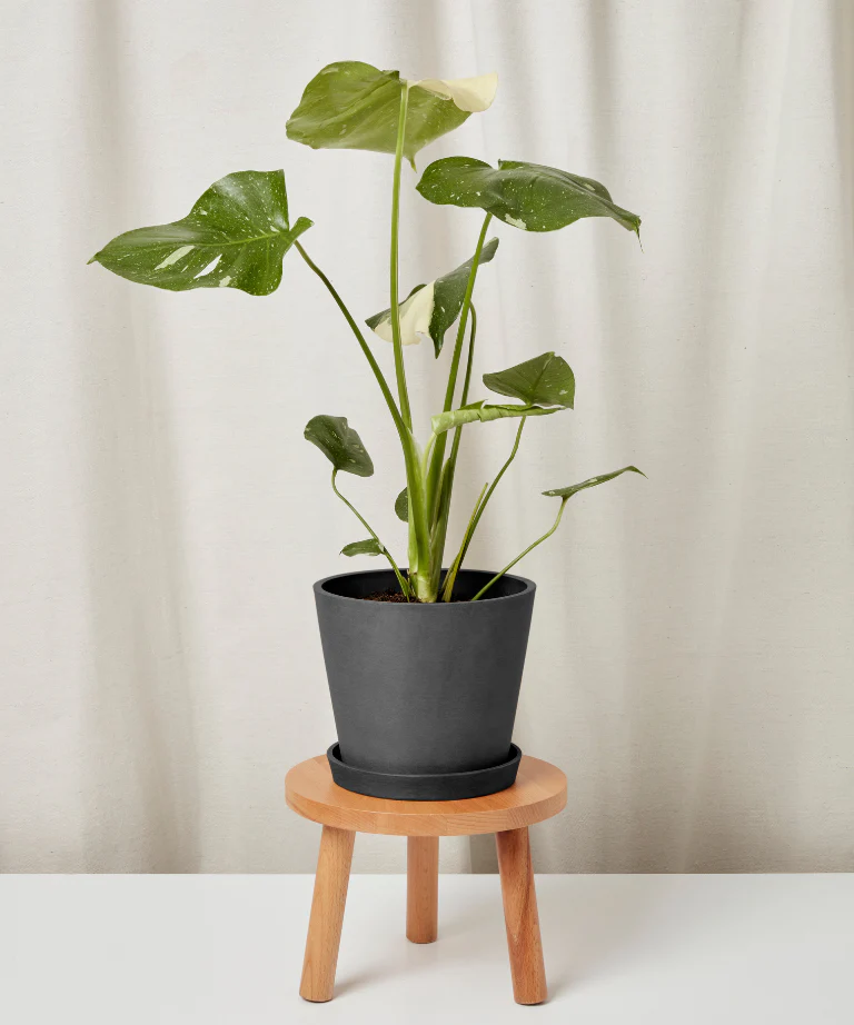 Monstera Thai Constellation - Image 6