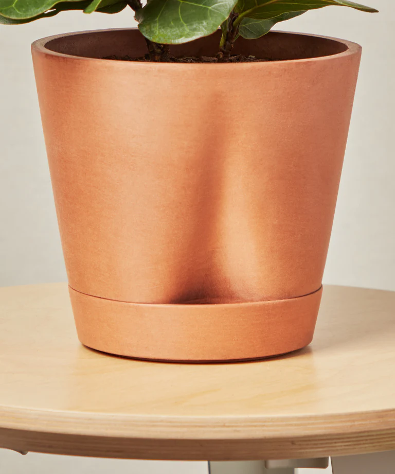 Monstera Thai Constellation - Image 8