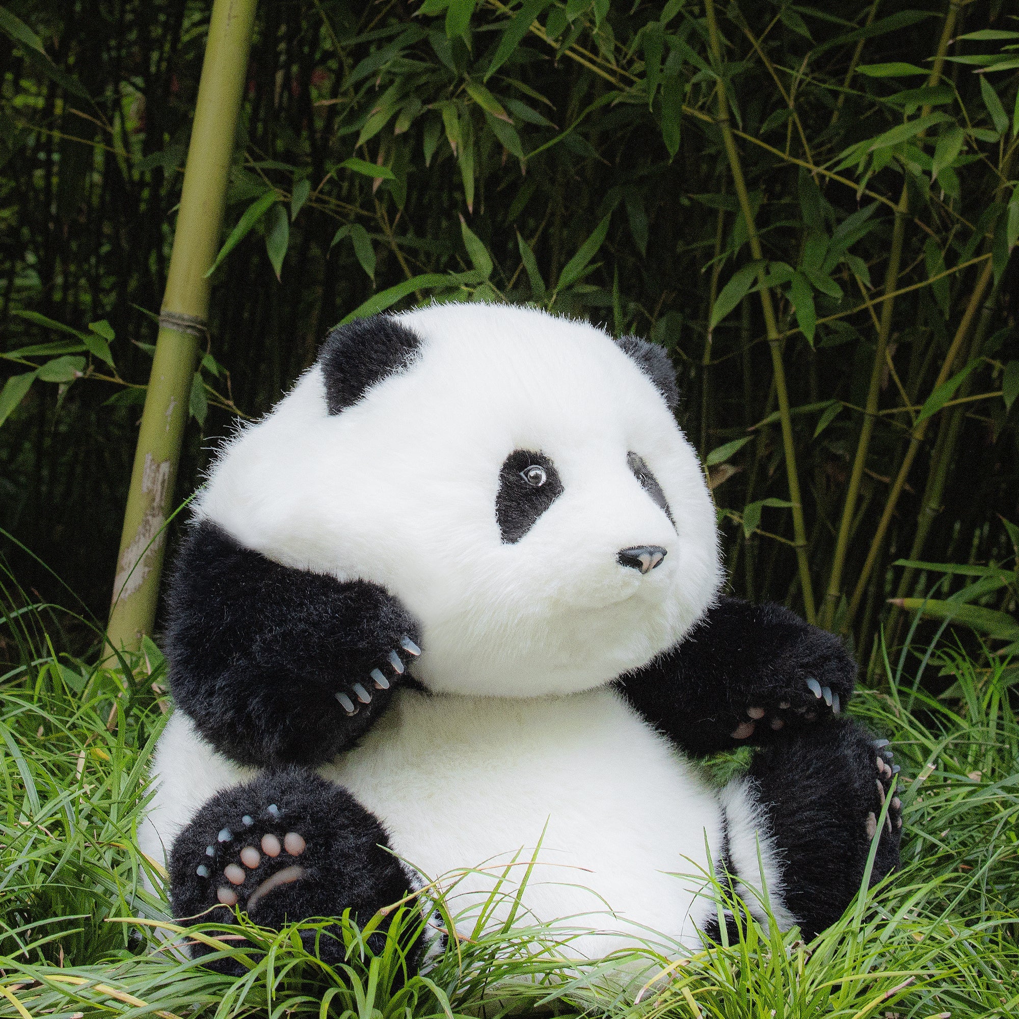Panda Hehua 4.6lb Plush– Calm Companion Mindful Relax - Image 3