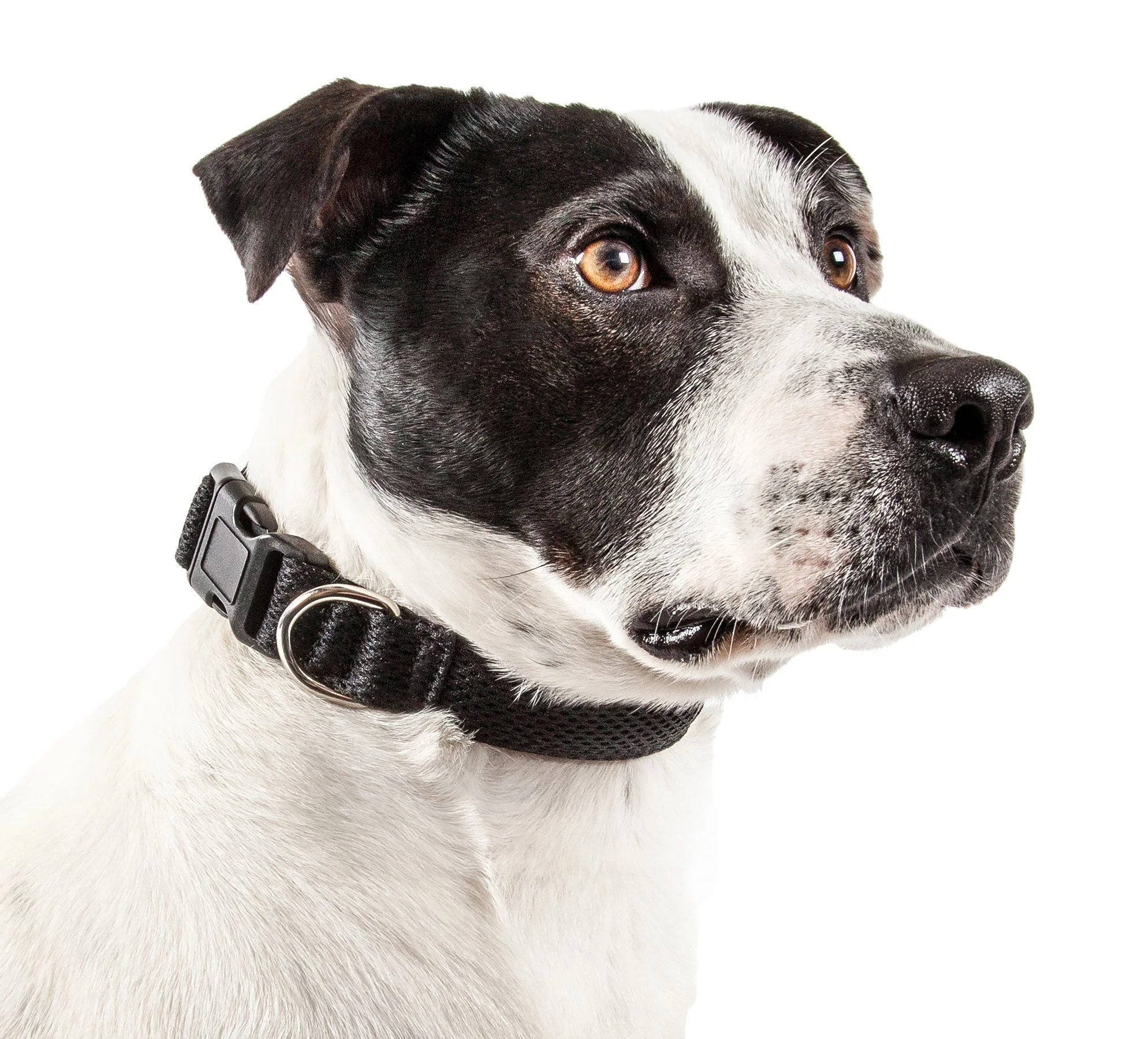 Pet Life ®  'Aero Mesh' Dual-Sided Breathable and Adjustable Thick Mesh Dog Collar - Image 5