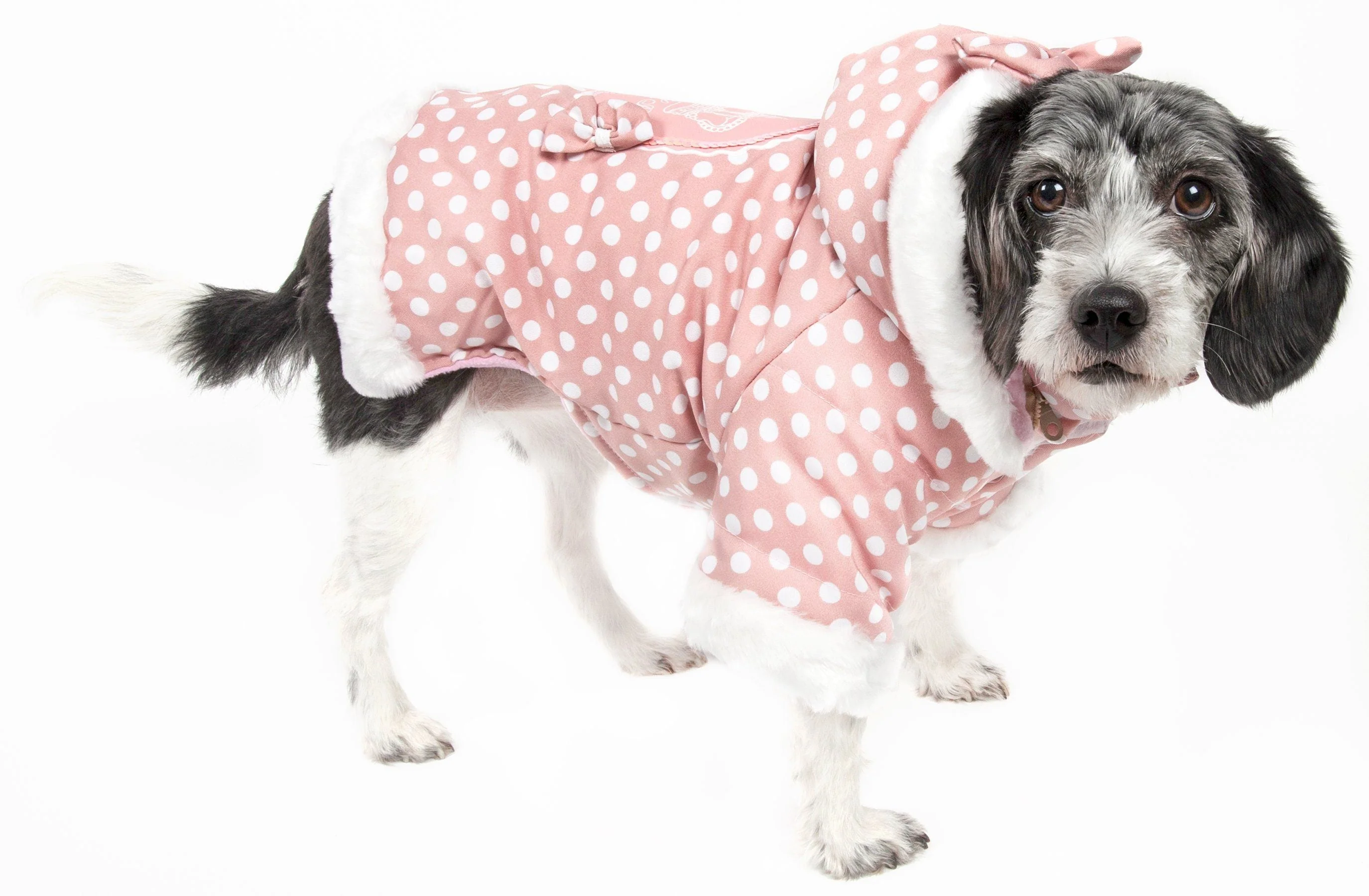 Pet Life ® 'Bow-Couture' Polka-Dot Bowed Insulated Dog Sweater Jacket - Image 2