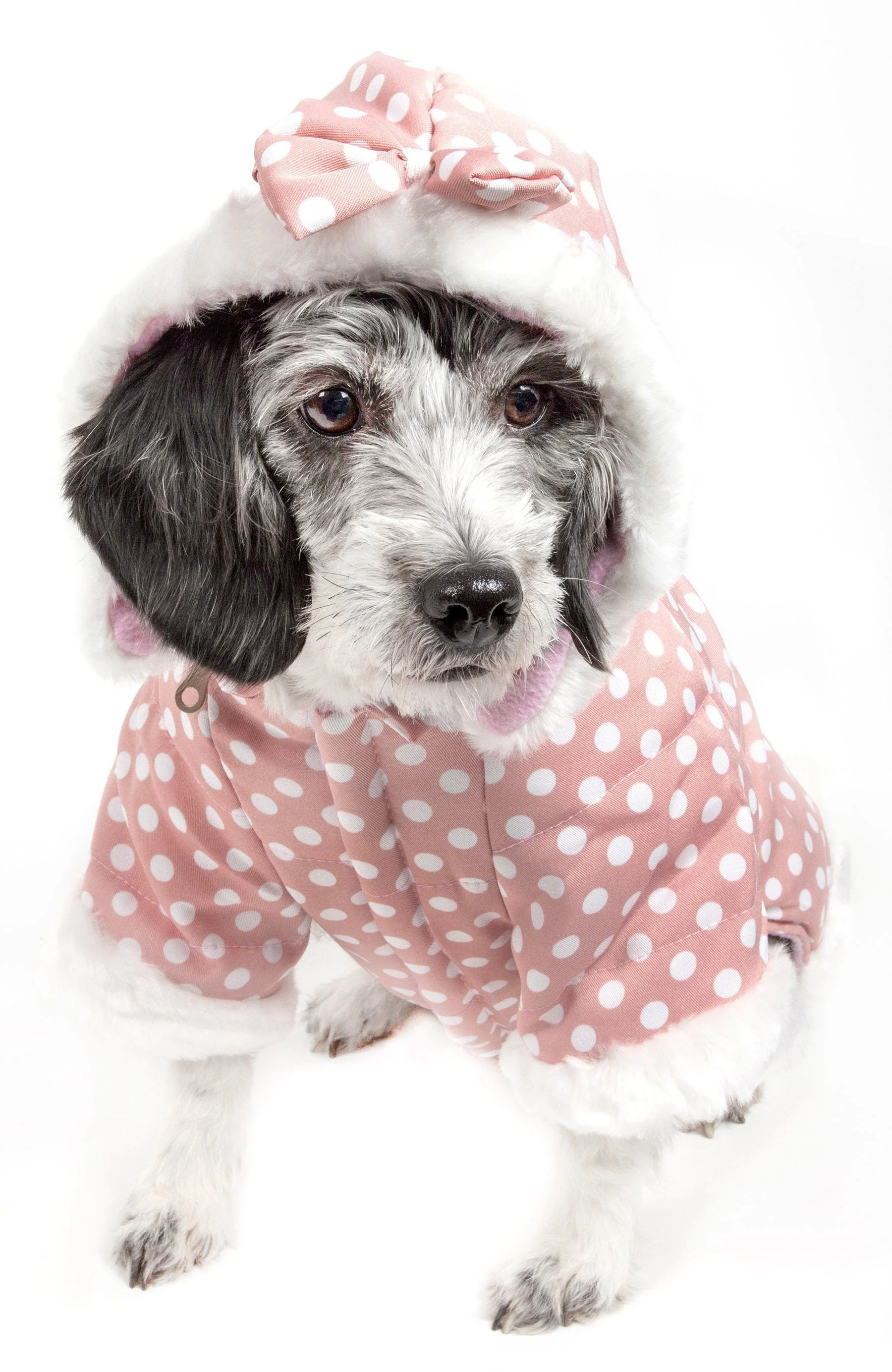Pet Life ® 'Bow-Couture' Polka-Dot Bowed Insulated Dog Sweater Jacket - Image 4