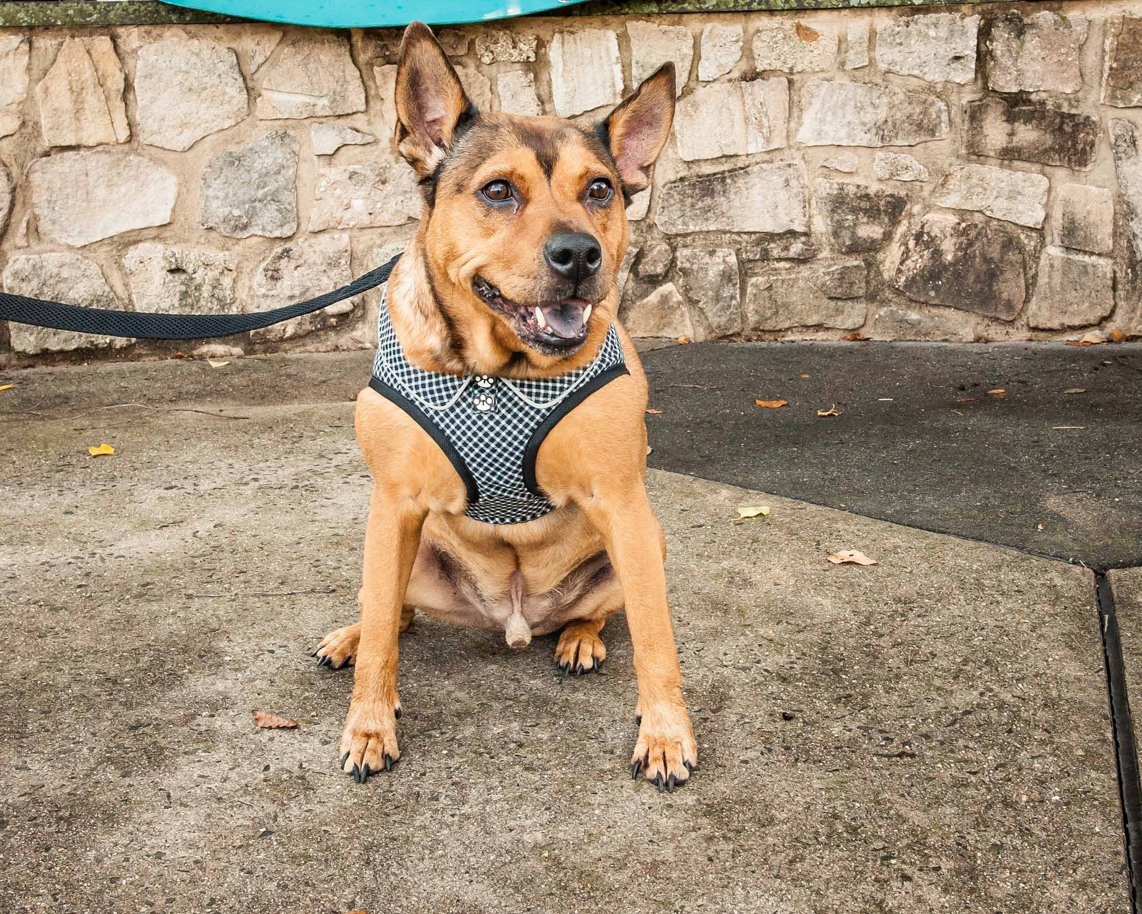 Pet Life ® 'Checkerwag' Checkered Mesh Reversed and Adjustable Fashion Dog Harness - Image 6