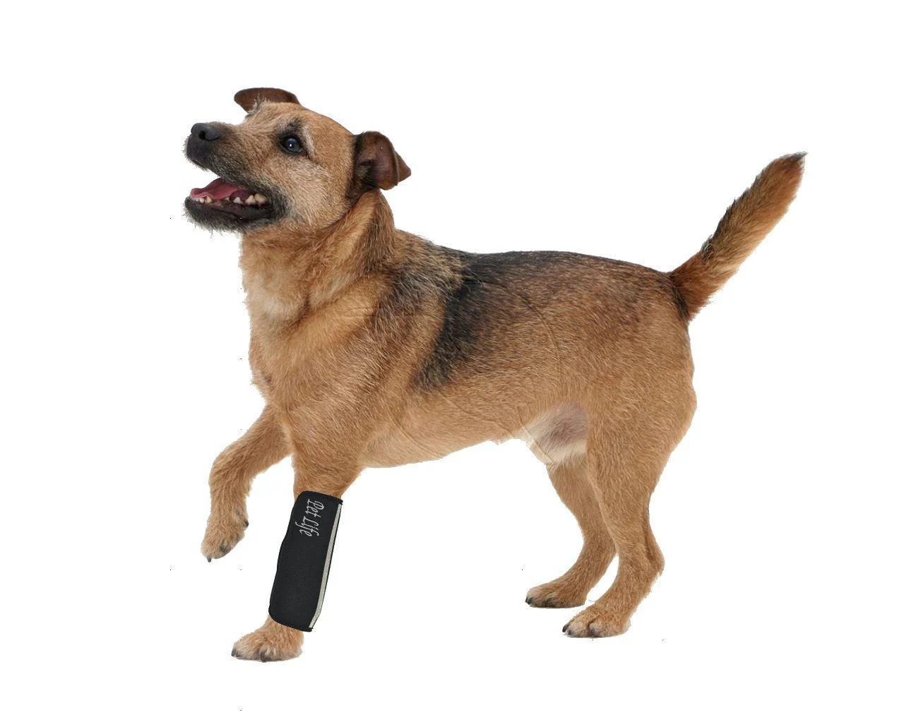 Pet Life ® 'Extreme-Neoprene' Joint Protective Safety Recovery and Reflective Pet Dog Sleeves - Set of 4 - Image 5