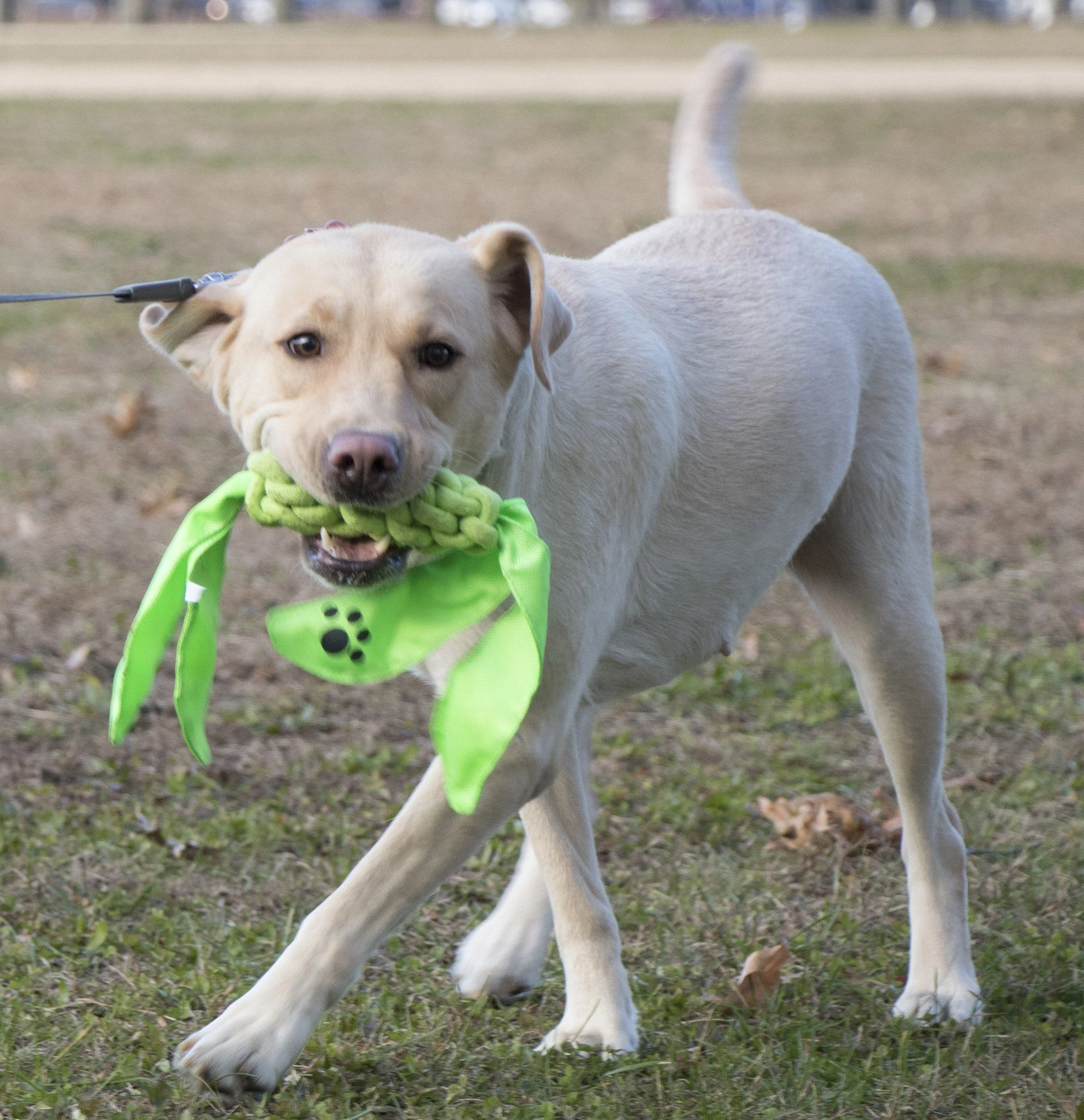 Pet Life ® 'Extreme Twist' Sporty Tugging Jute and Squeak Dog Toy - Image 7