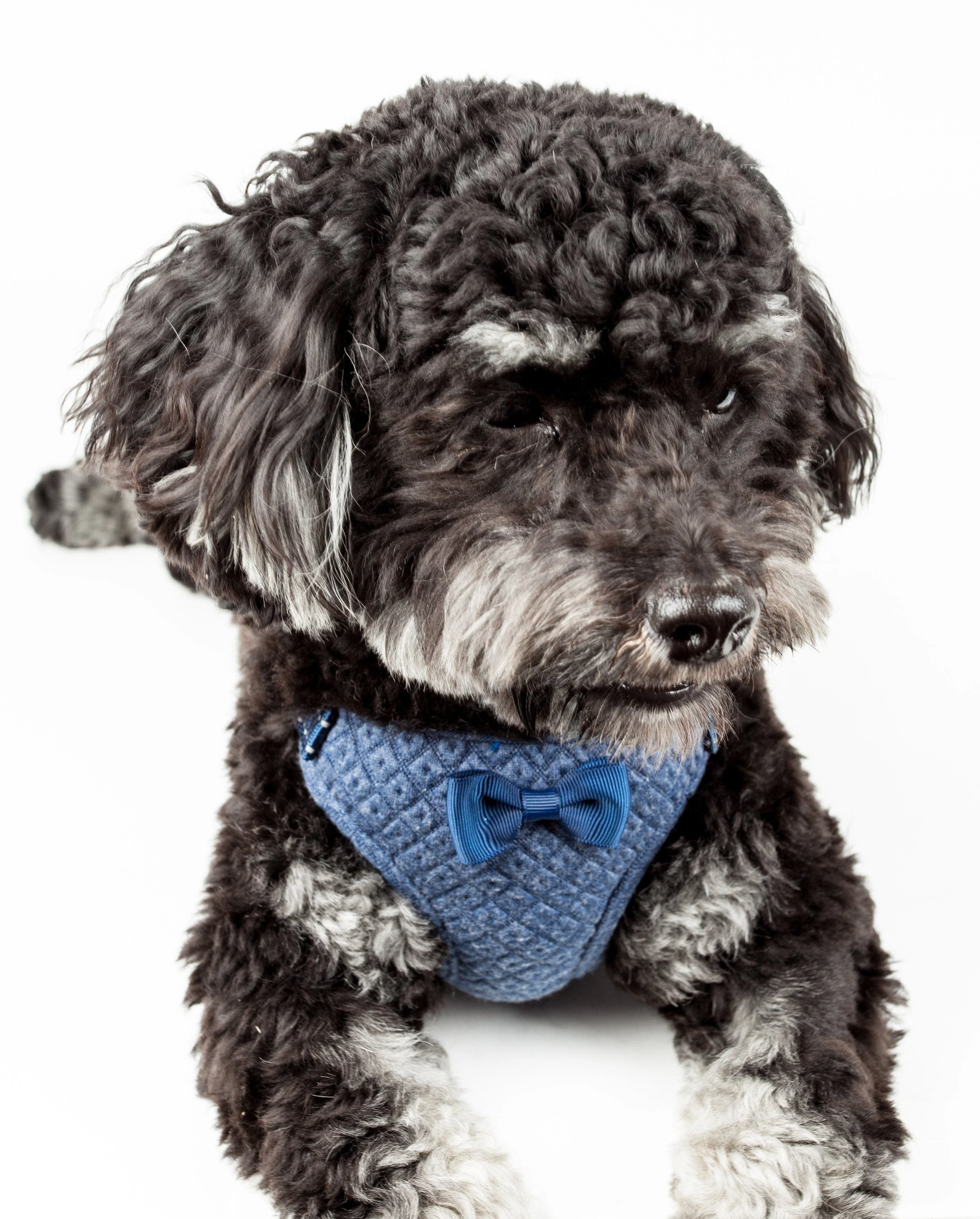 Pet Life ® 'Flam-Bowyant' Mesh Reversed and Adjustable Dog Harness