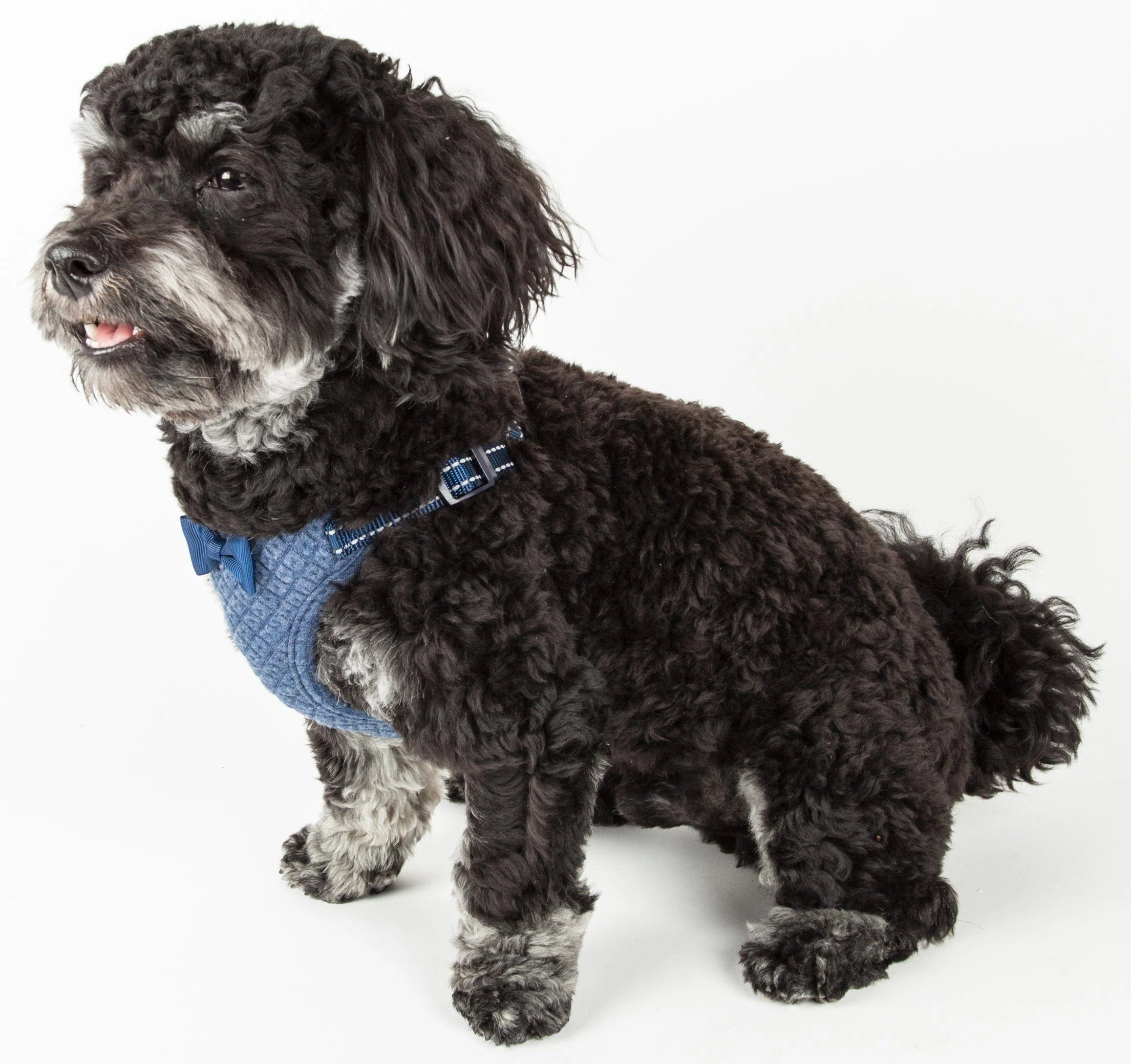Pet Life ® 'Flam-Bowyant' Mesh Reversed and Adjustable Dog Harness - Image 2