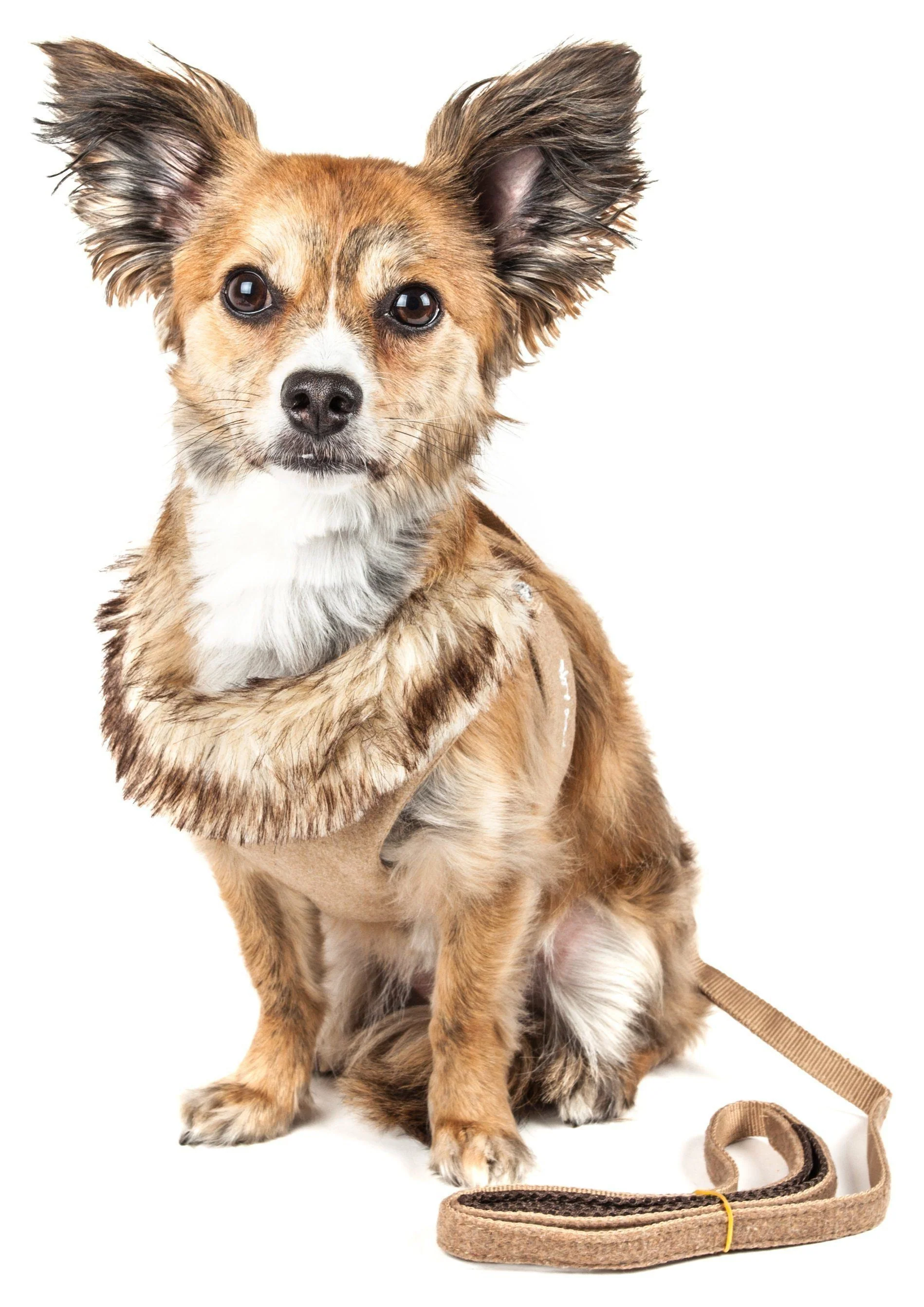 Pet Life ® Luxe 'Furracious' 2-In-1 Adjustable Dog Harness and Leash with Detachable Fur Collar - Image 4