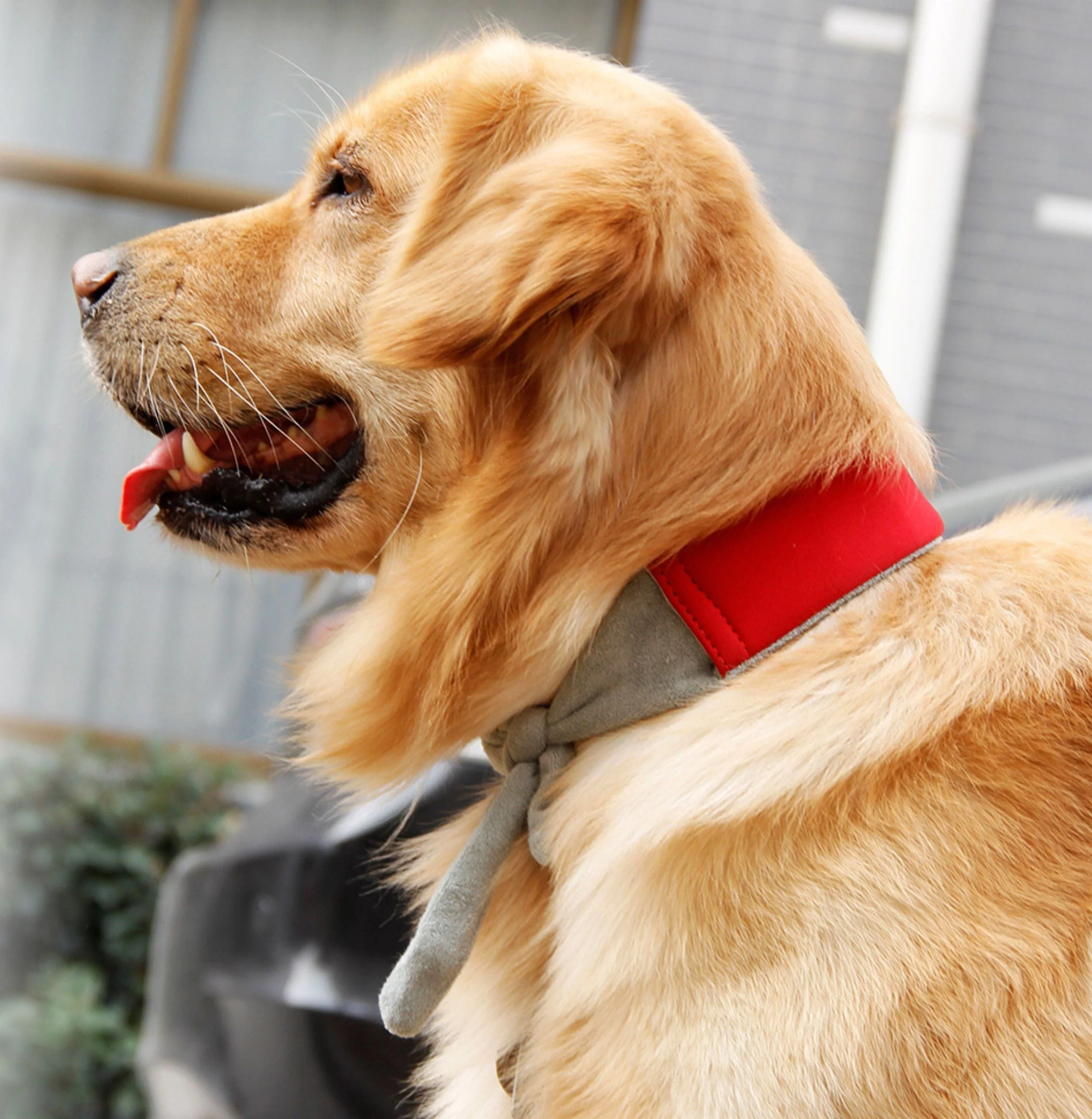 Pet Life ® 'Neo-Breeze' Insertable and Adjustable Cooling Dog Neck Wrap - Image 2