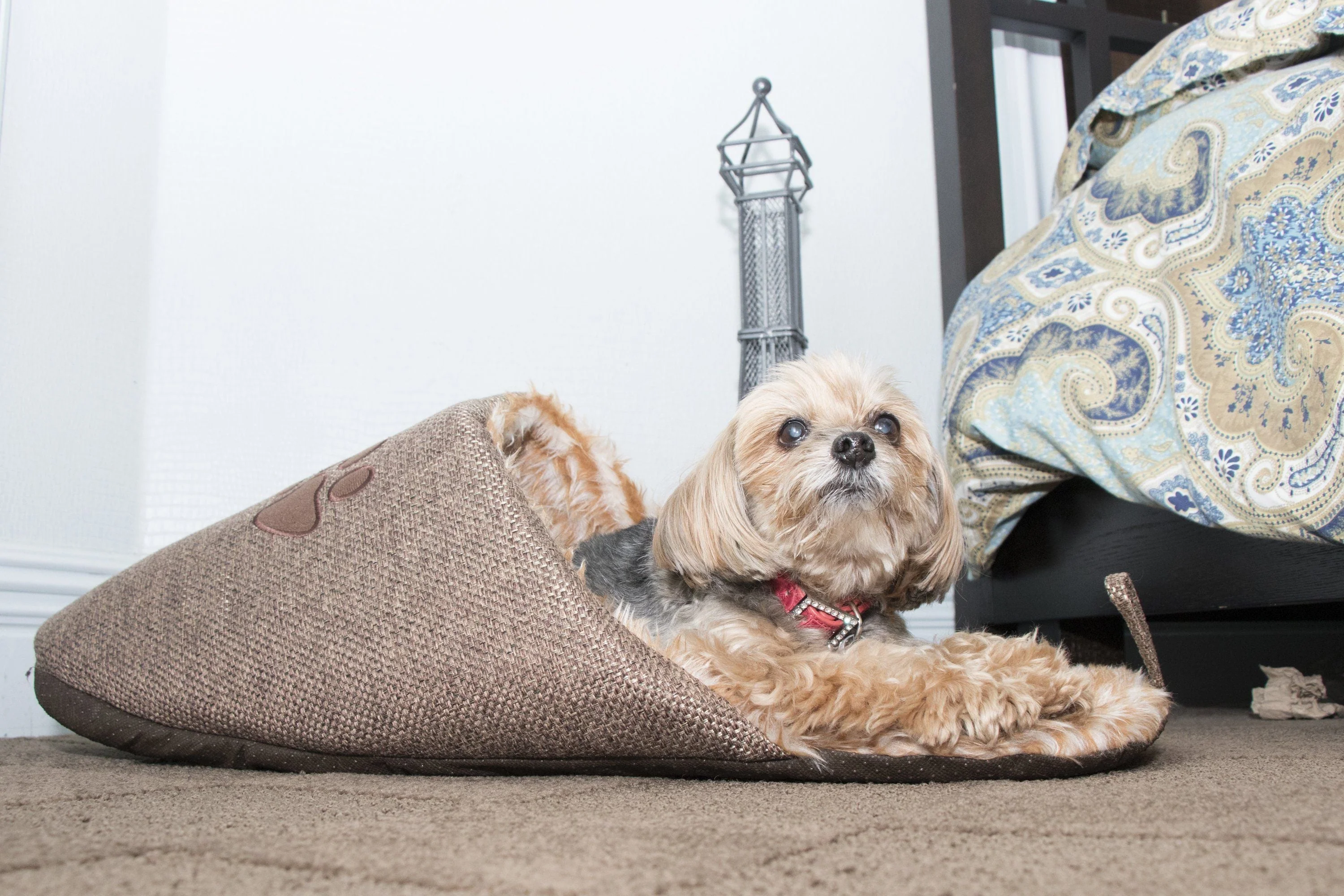 Pet Life ® 'Slip-On' Fashion Designer Polar Fleece Animated Slipper Pet Dog Bed House Shoes - Image 4
