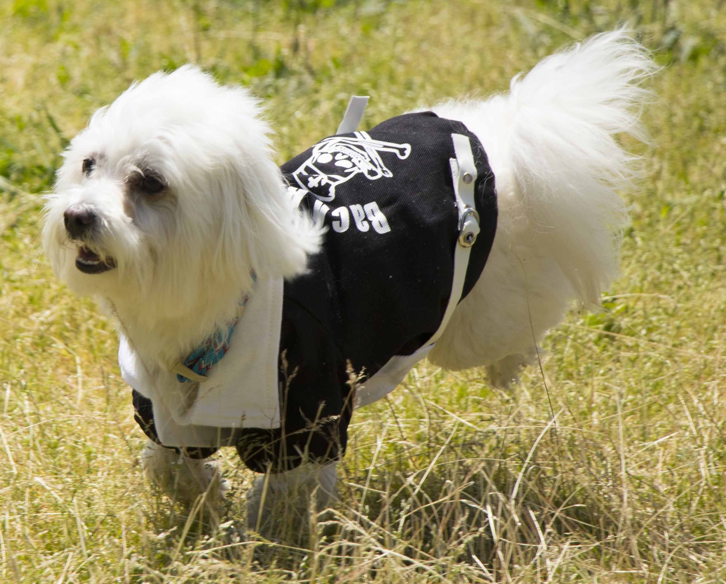 Pet Life ® 'Varsity-Barkcity' Buckled Collared Dog Coat Jacket - Image 8