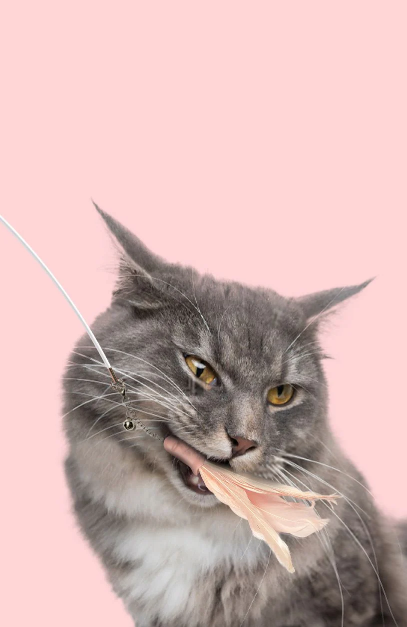 Pet Life ® 'Wander-cat' Customizeable and Extendable 10-in-1 Attachment Laser Cat Teaser - Image 9