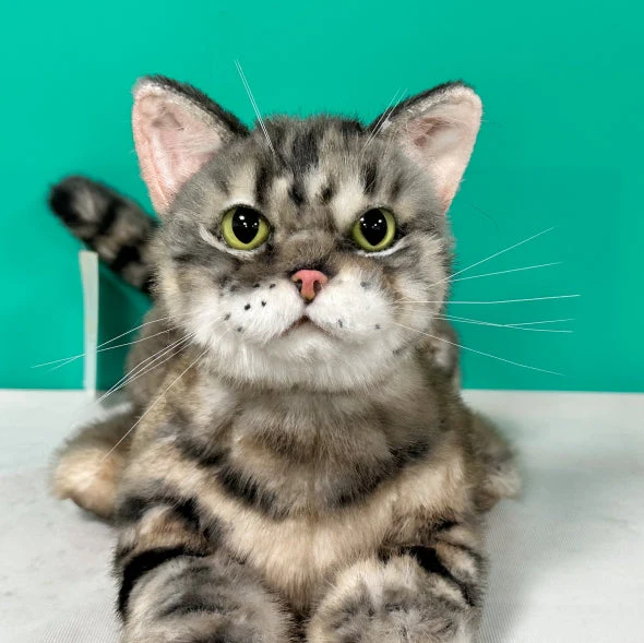 Plush American Shorthair Order to Make - Image 2