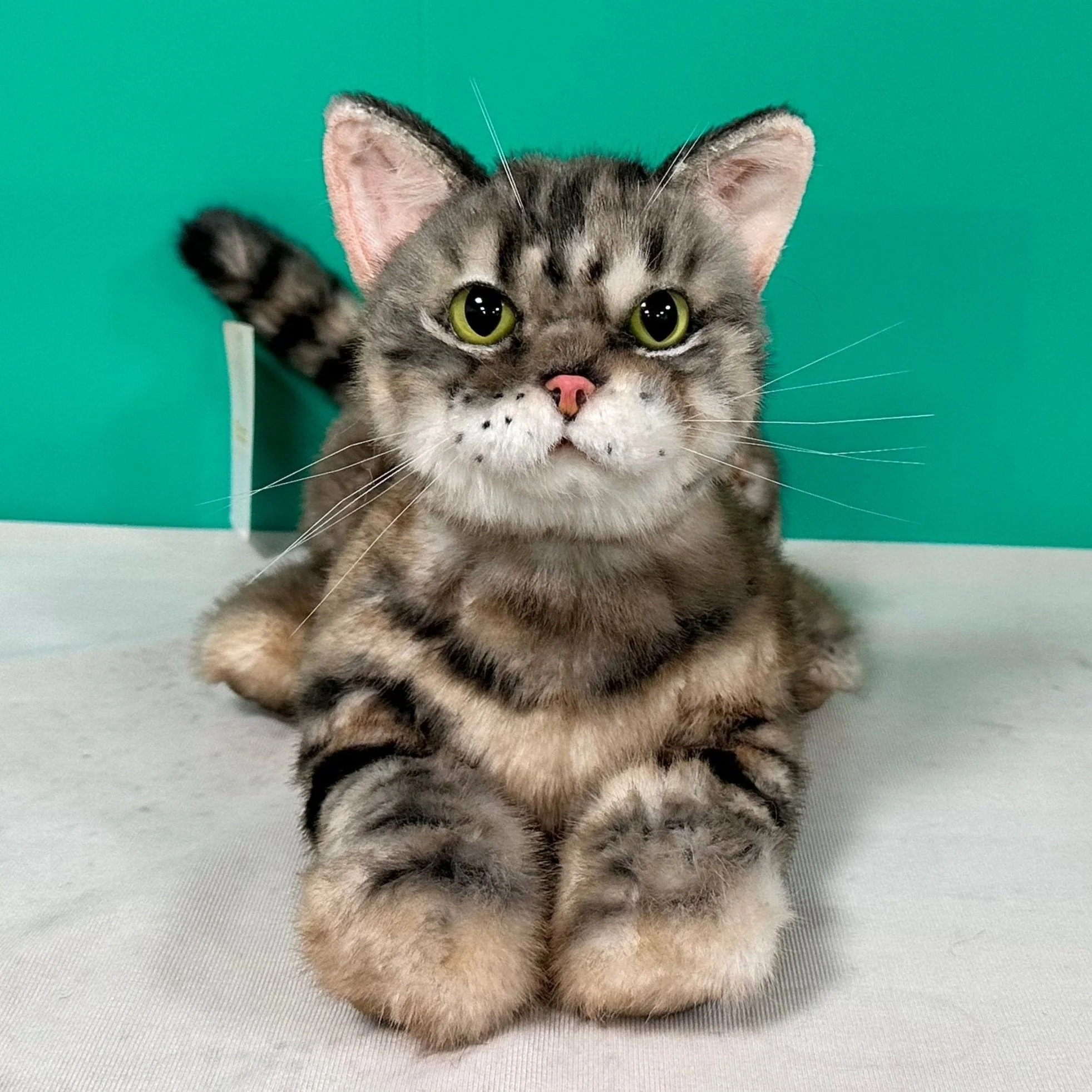 Plush American Shorthair Order to Make - Image 3