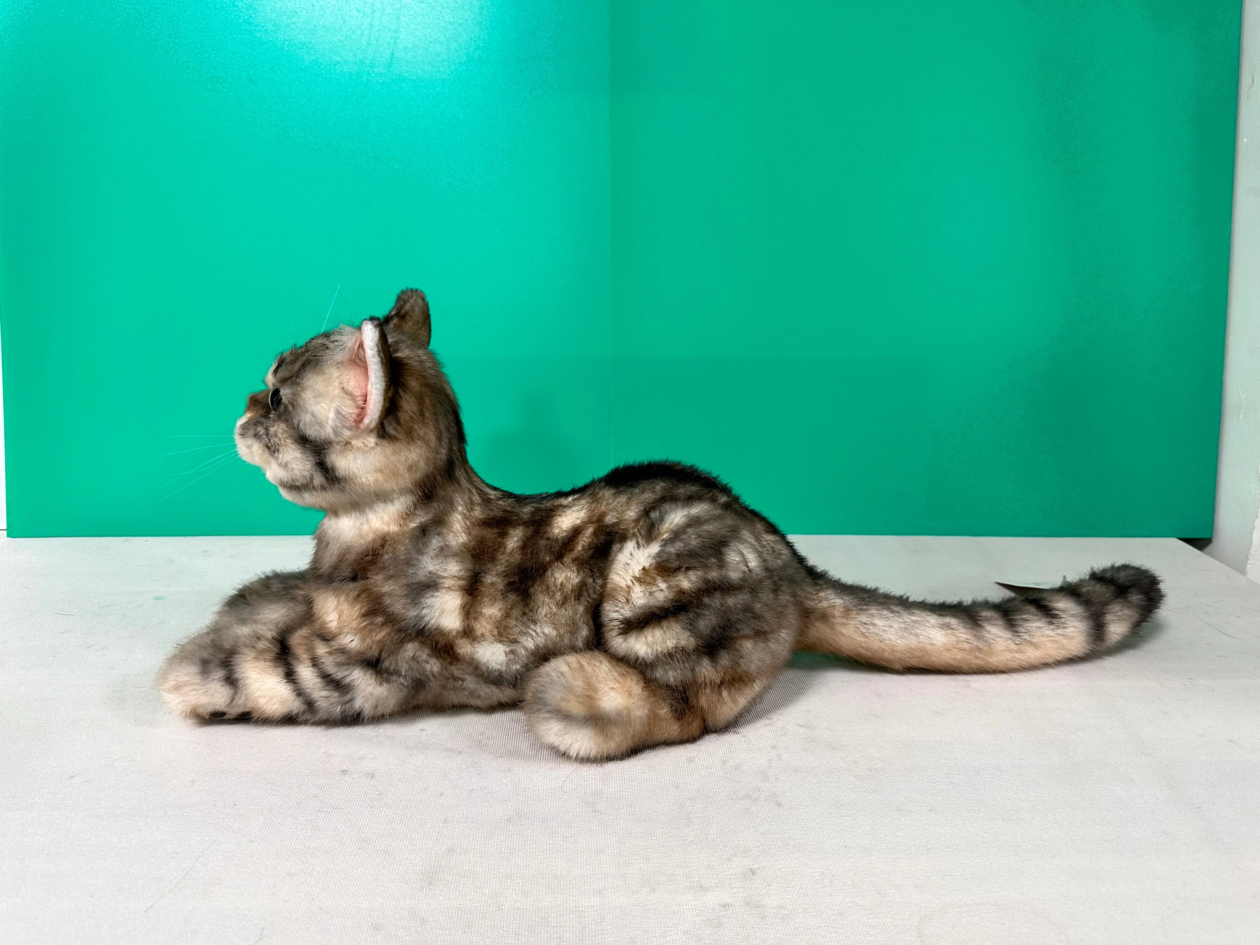 Plush American Shorthair Order to Make - Image 4