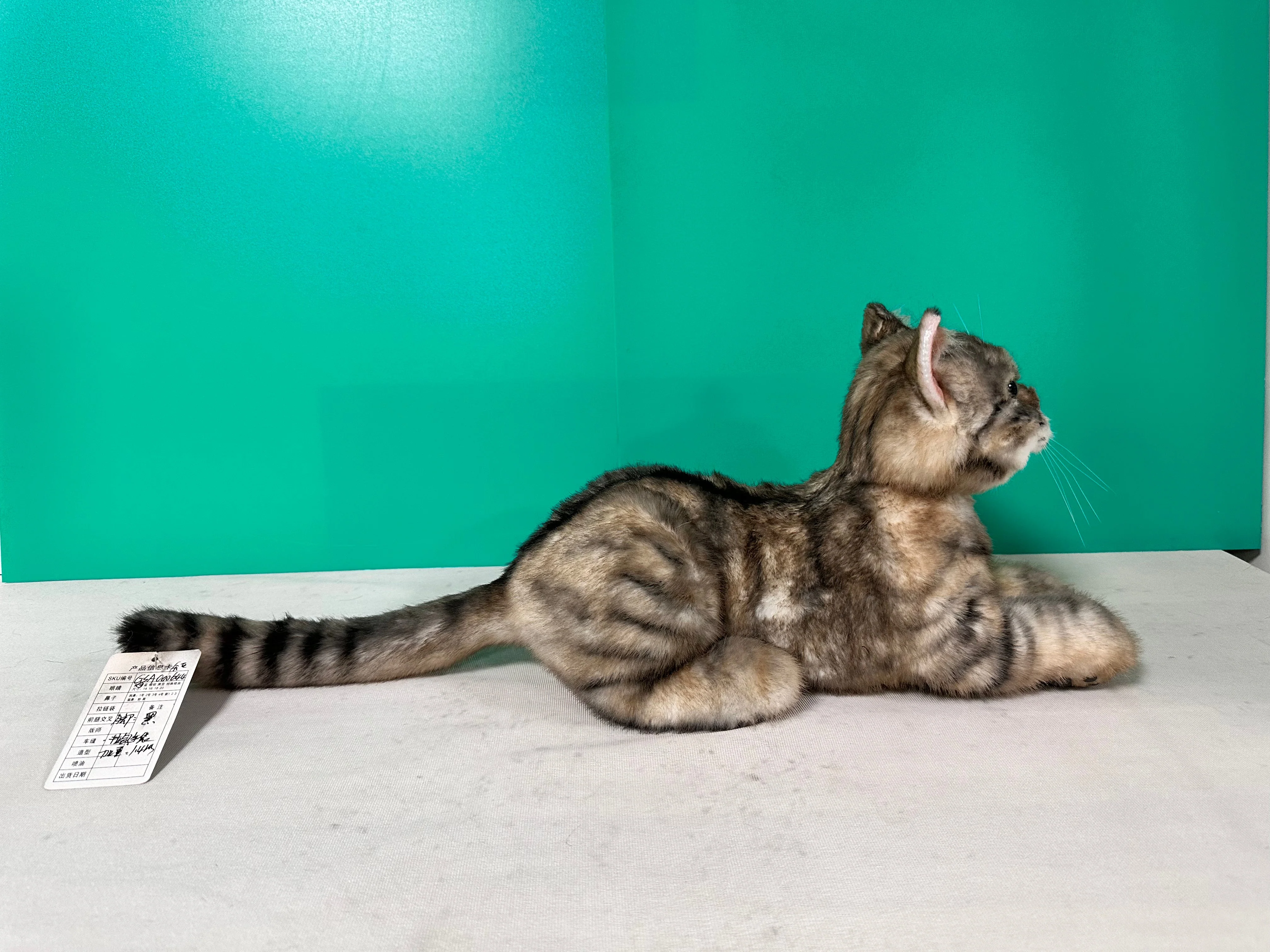 Plush American Shorthair Order to Make - Image 5