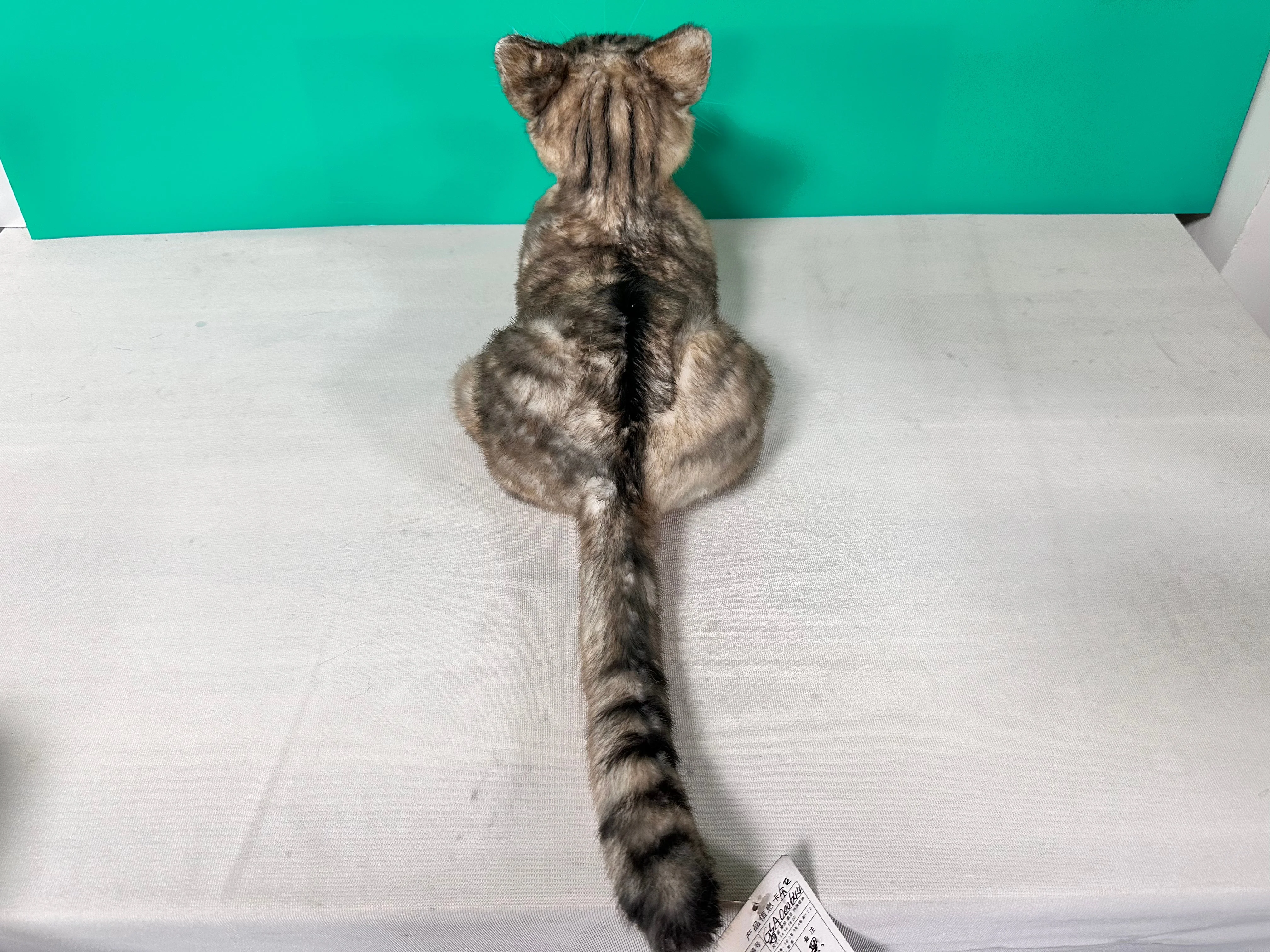 Plush American Shorthair Order to Make - Image 6