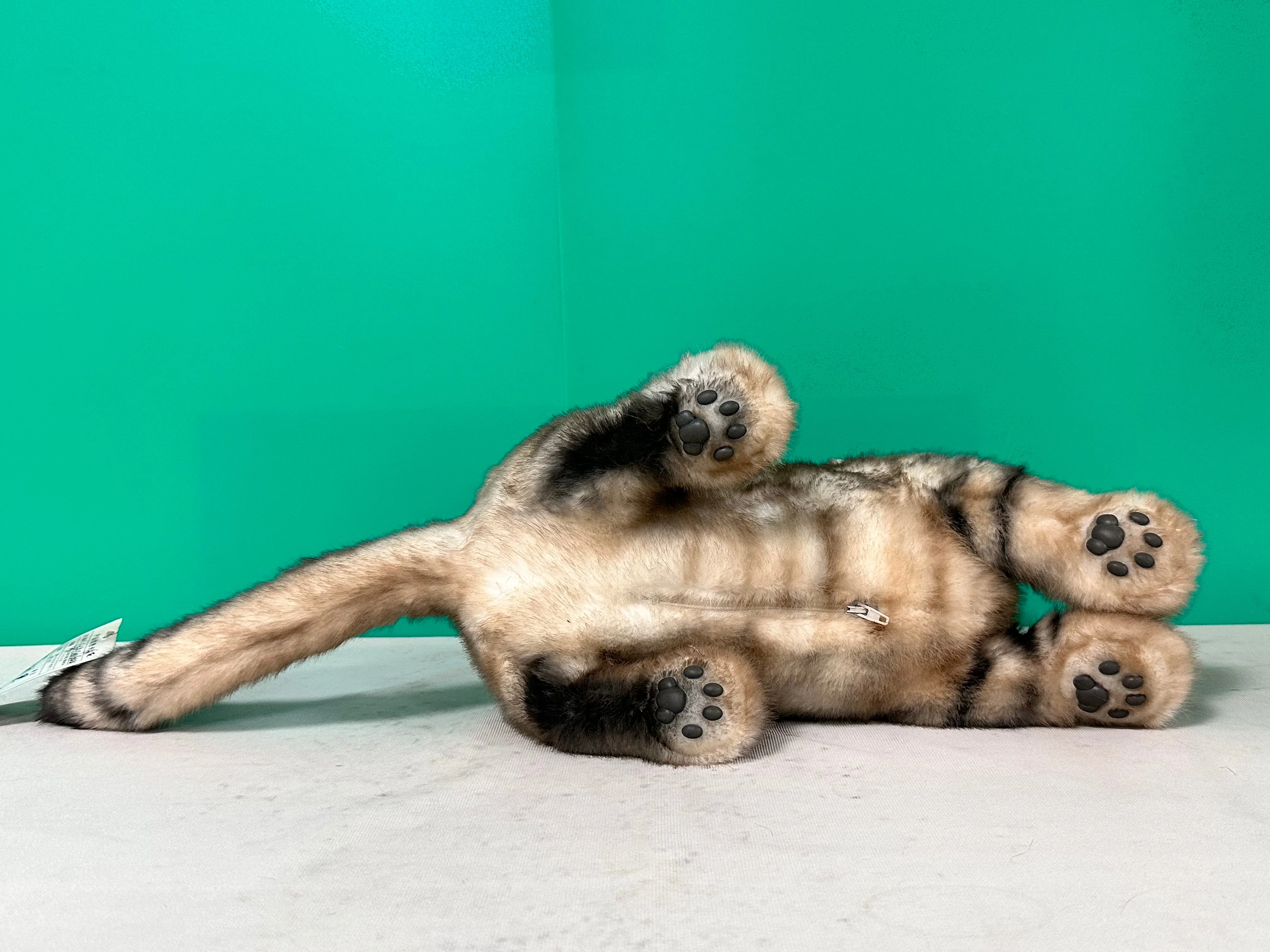 Plush American Shorthair Order to Make - Image 7